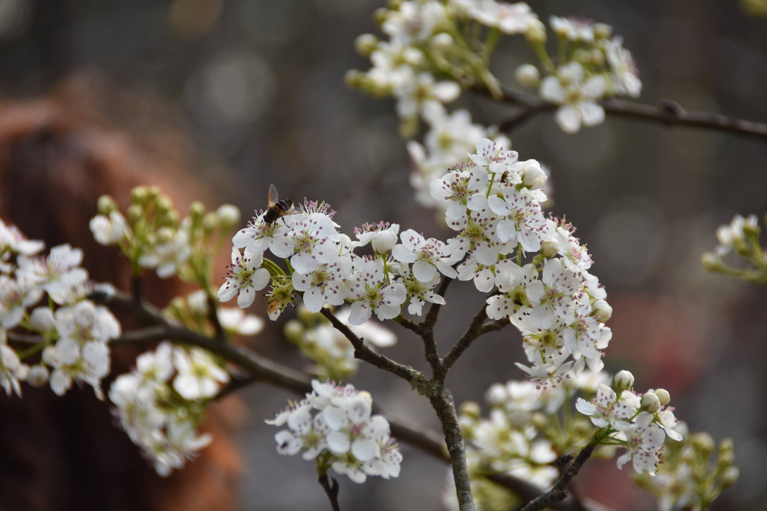 手机壁纸树木绘画素材图壁纸预览