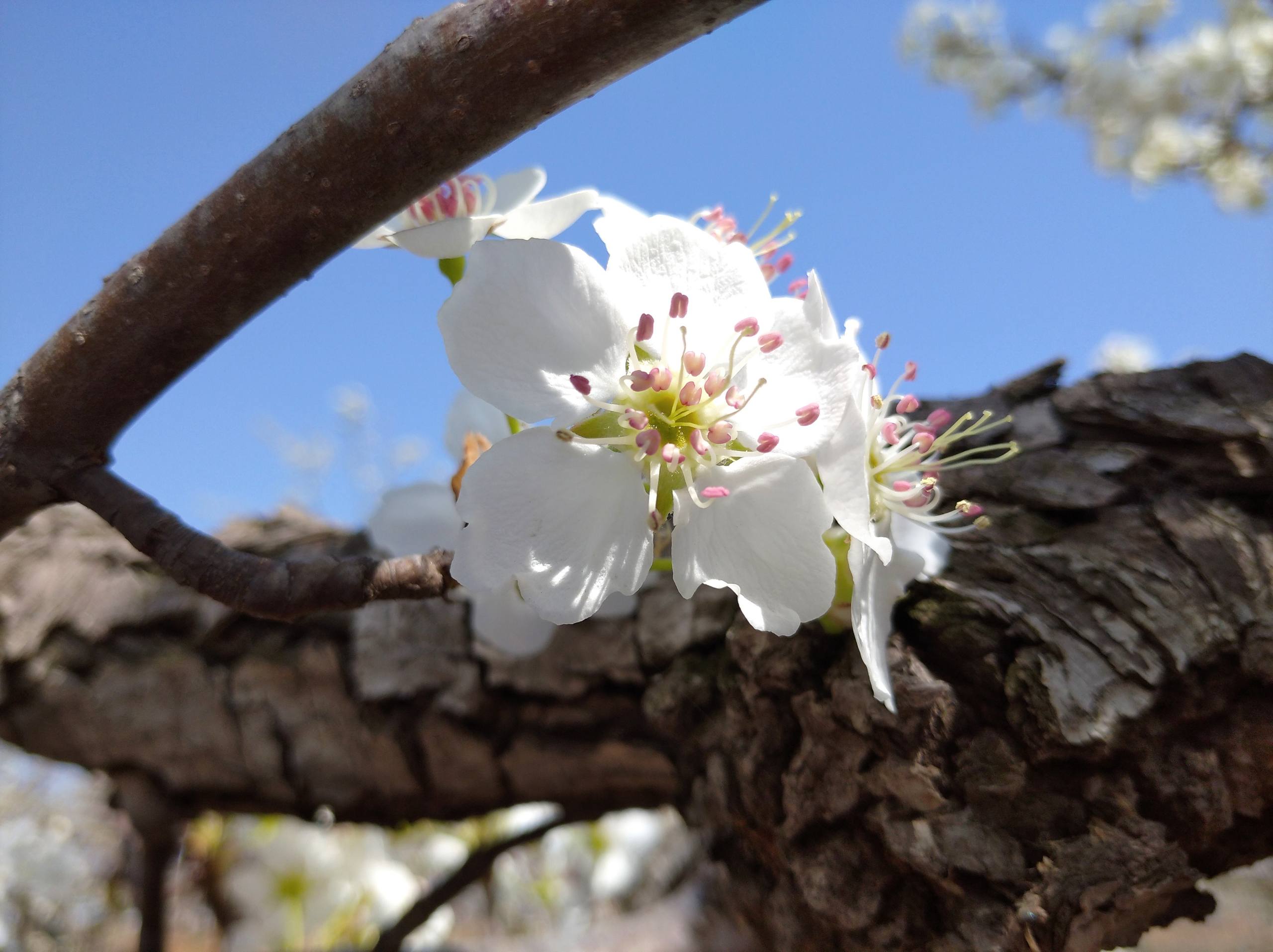 手绘树木鸟瞰壁纸图高清壁纸预览