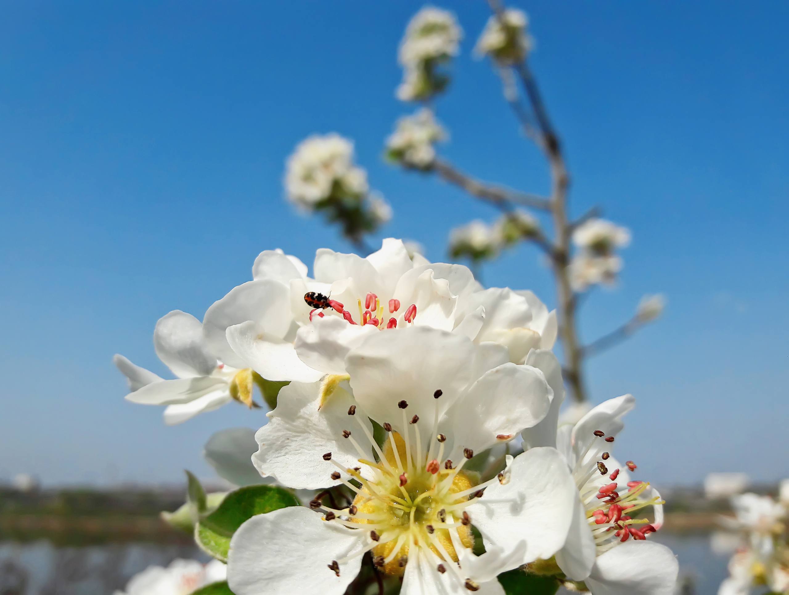 手绘流水树木图片高清壁纸壁纸预览