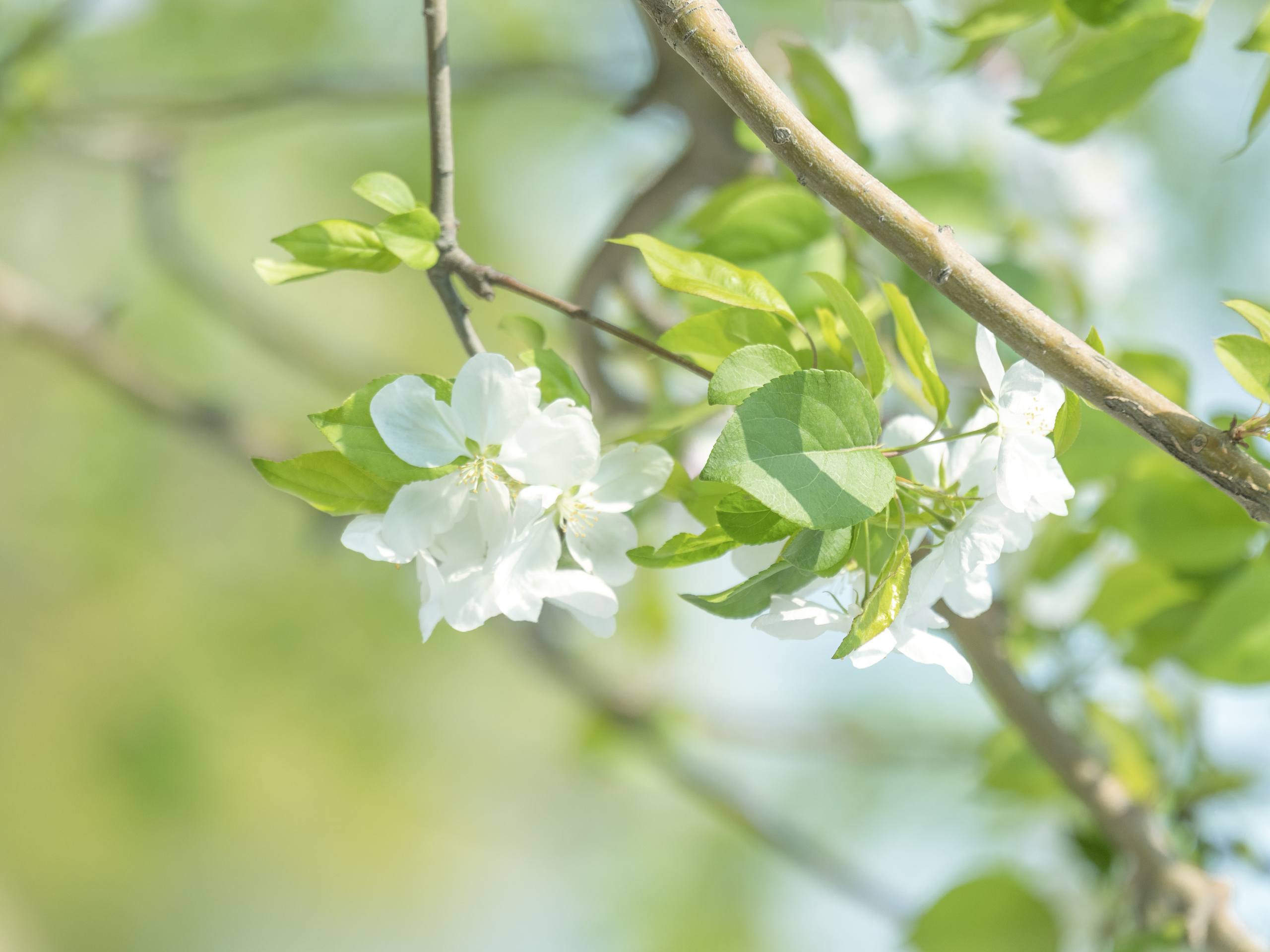 描校园里秋天的树木壁纸壁纸预览