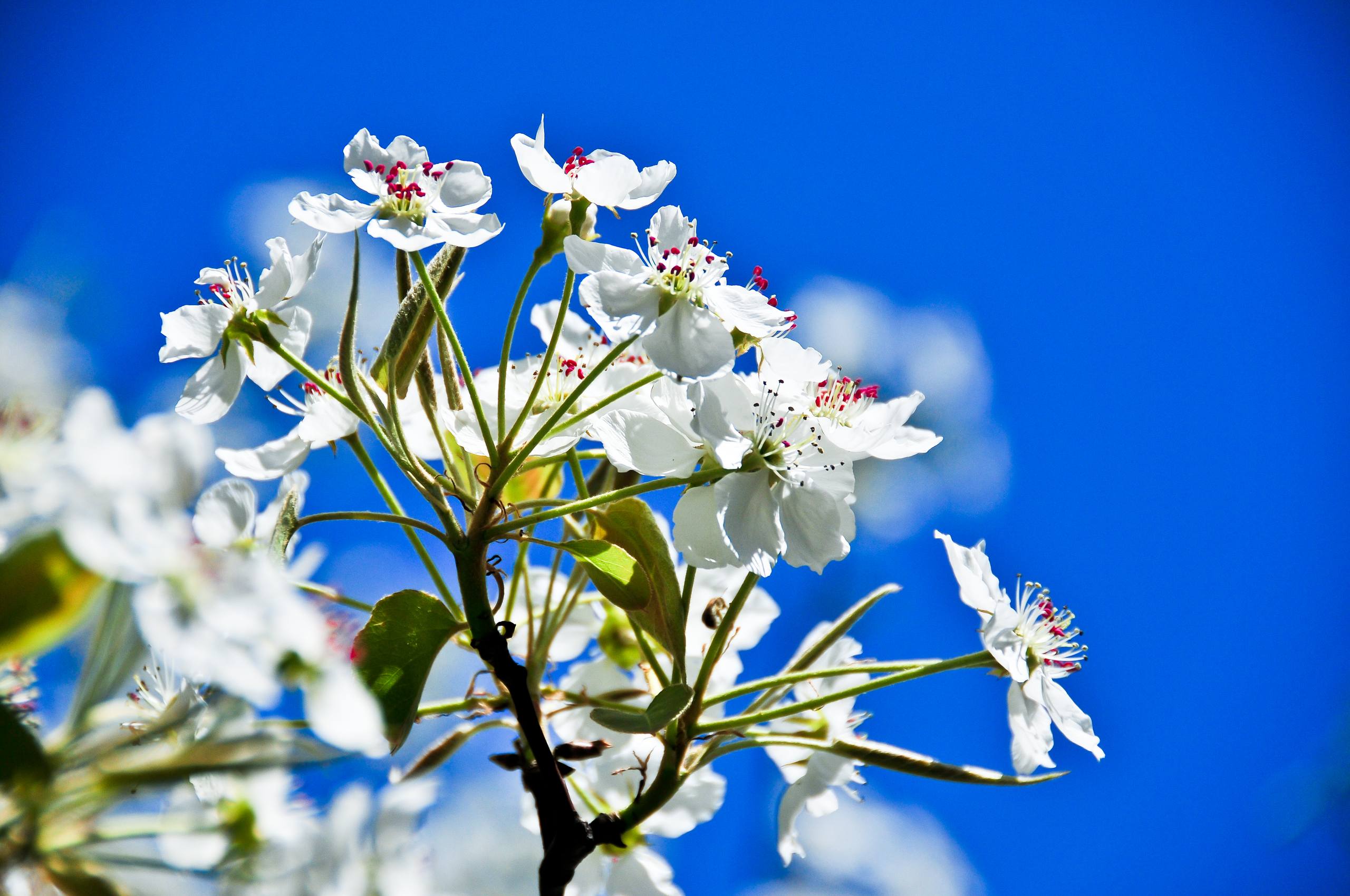 日出树木壁纸图片高清壁纸预览