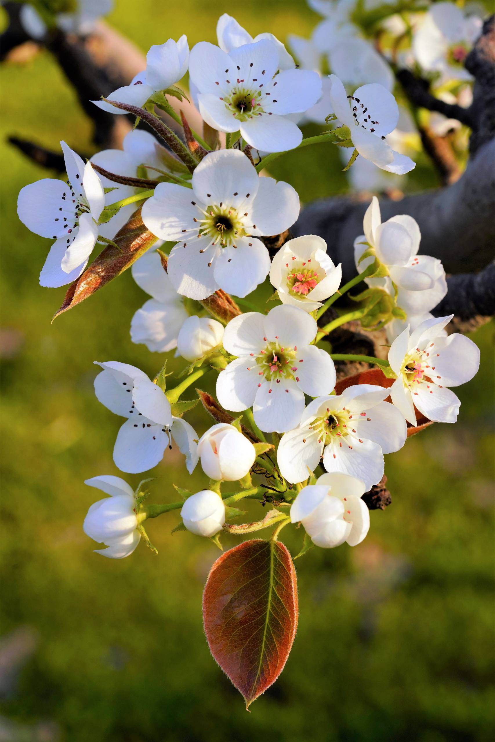 日本树木壁纸图片大全集壁纸预览