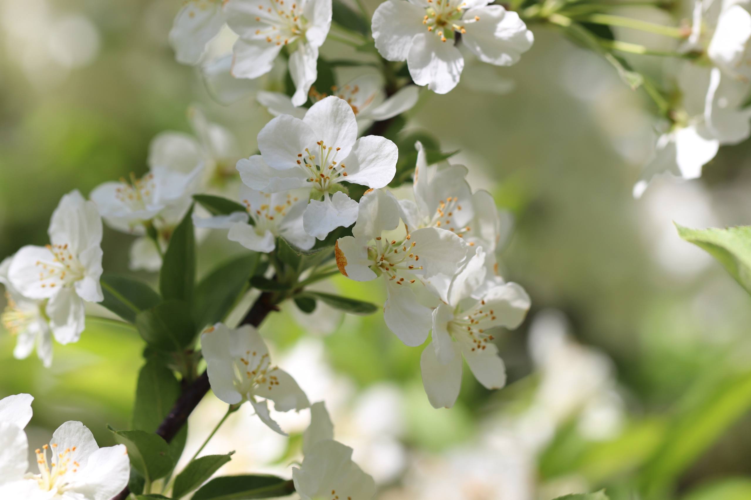 树木二次元壁纸图片壁纸预览