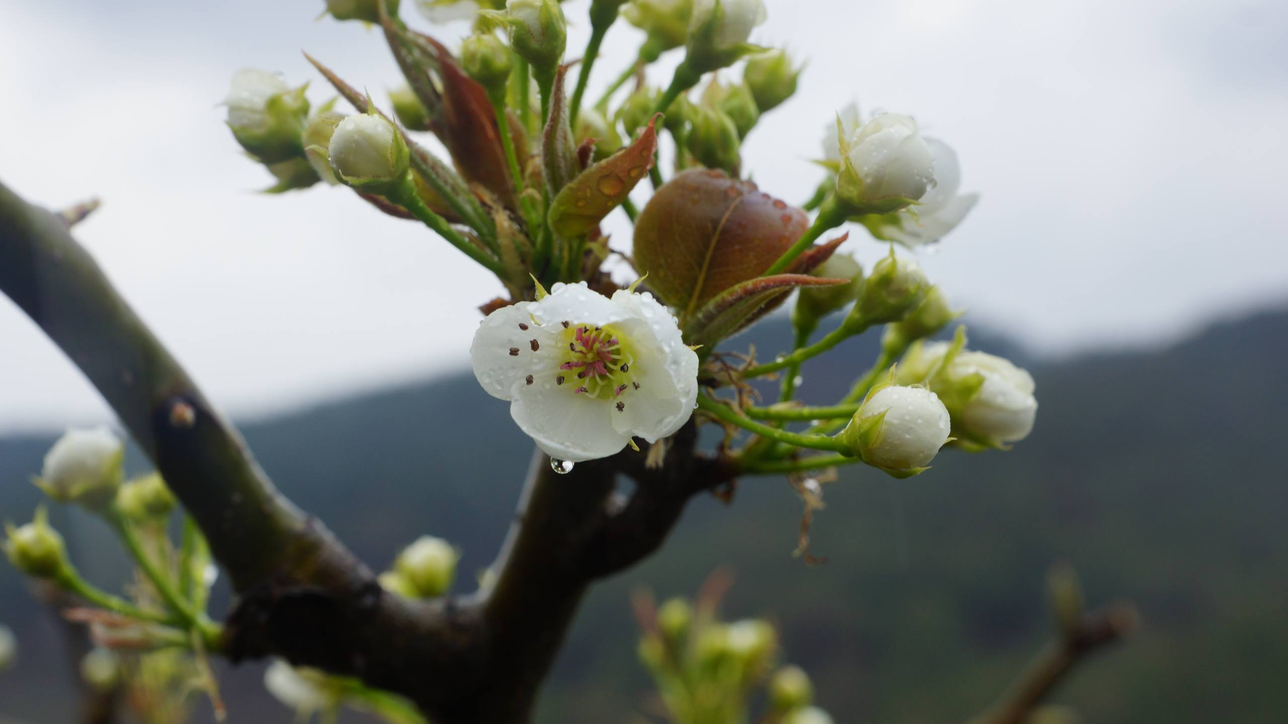 树木云朵壁纸图片壁纸预览