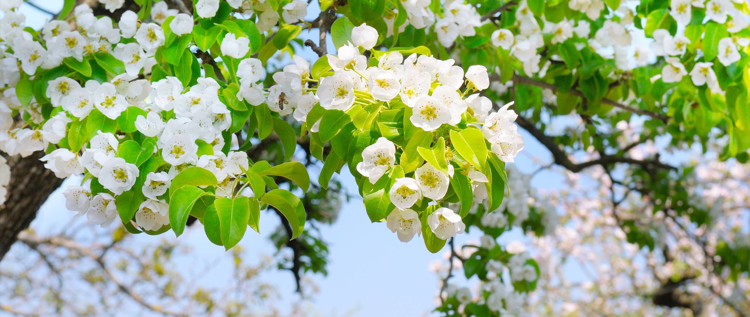 树木动态高清壁纸下载壁纸预览