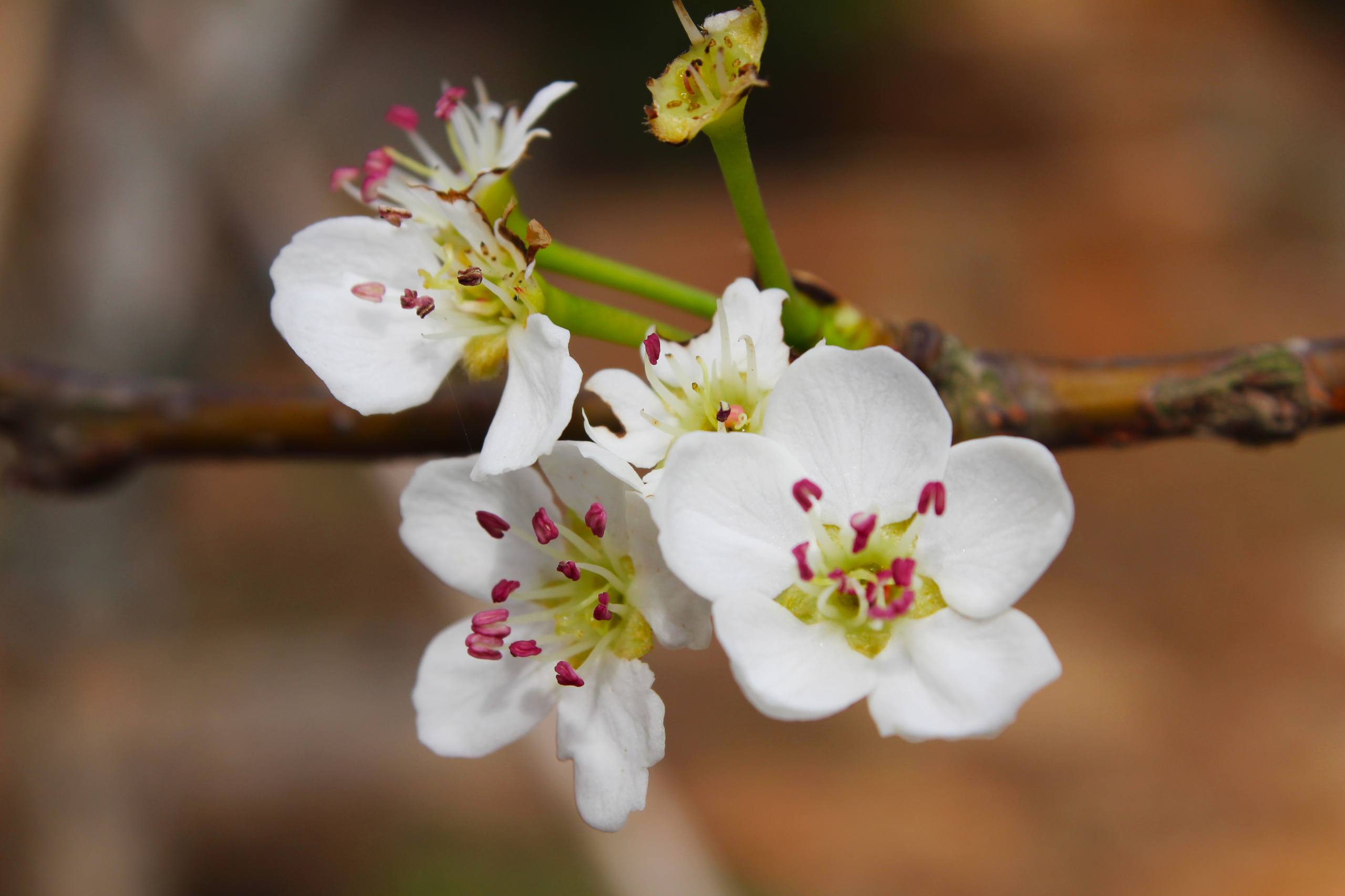 树木名称古风壁纸仙气男壁纸预览
