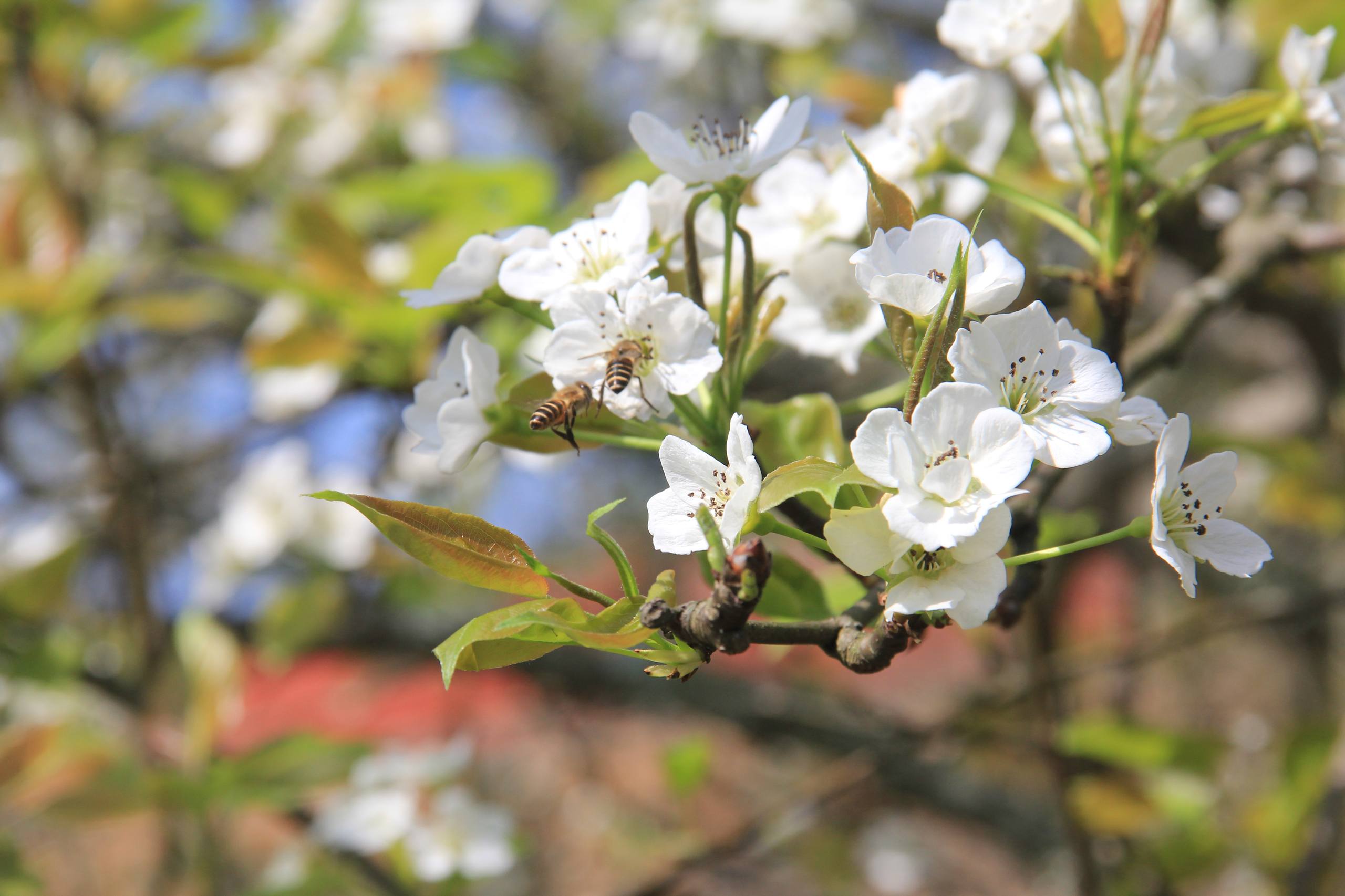 树木和水的壁纸高清图壁纸预览