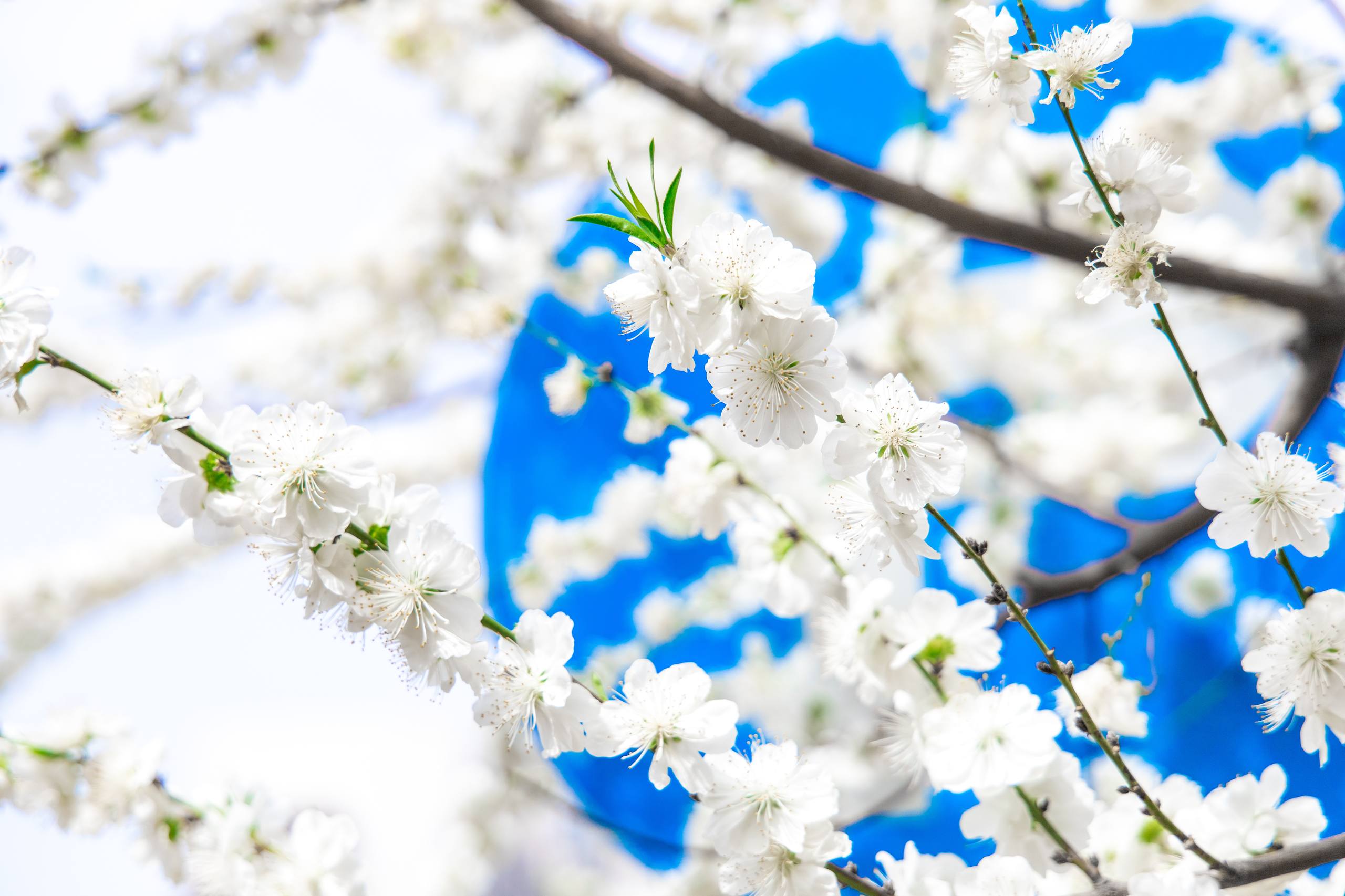 树木和草壁纸图片高清壁纸预览
