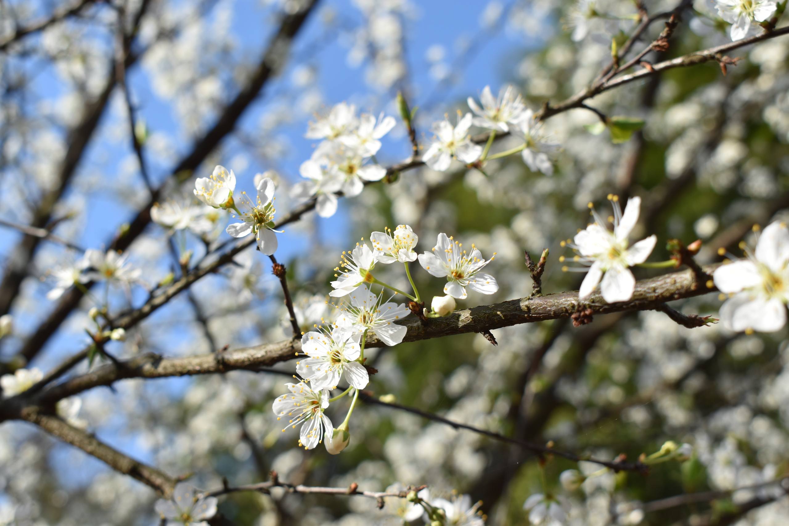 树木四季文案壁纸高级壁纸预览