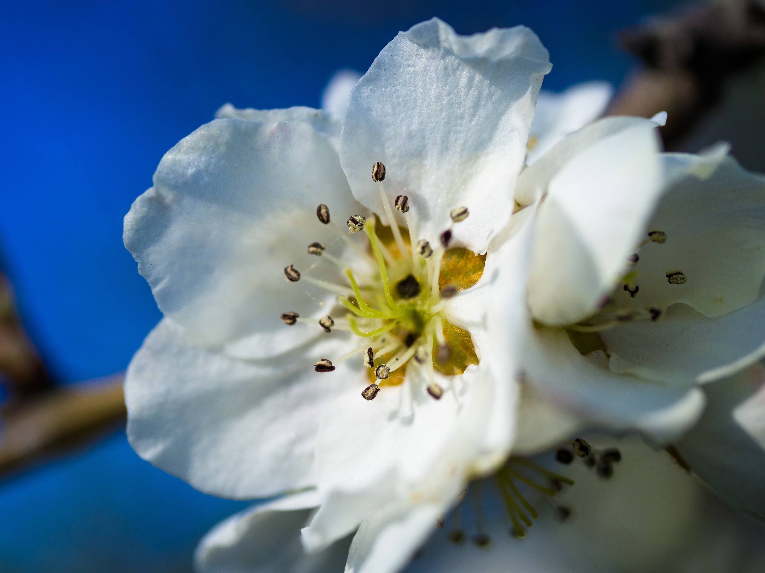 树木图片唯美壁纸古风壁纸预览