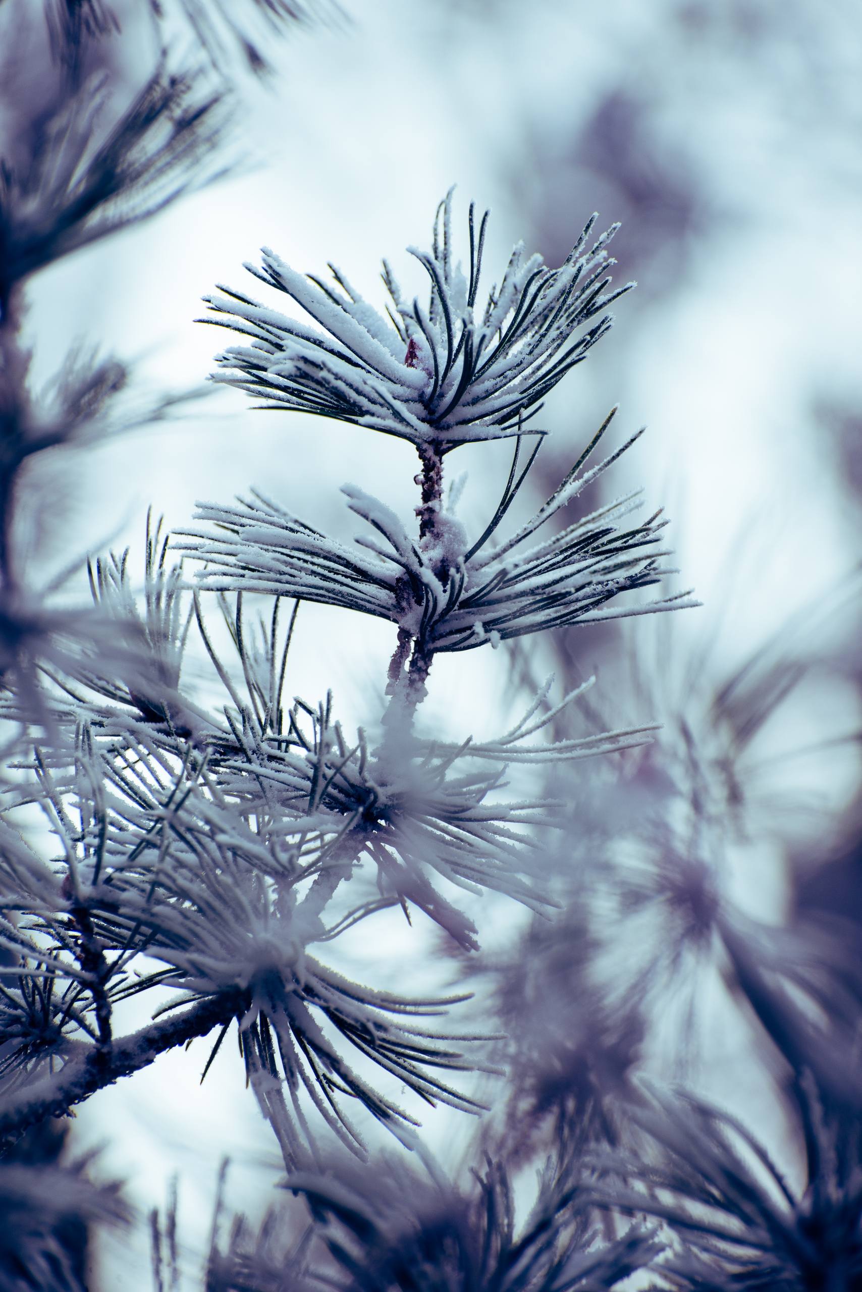 树木图片手机壁纸竖屏壁纸预览