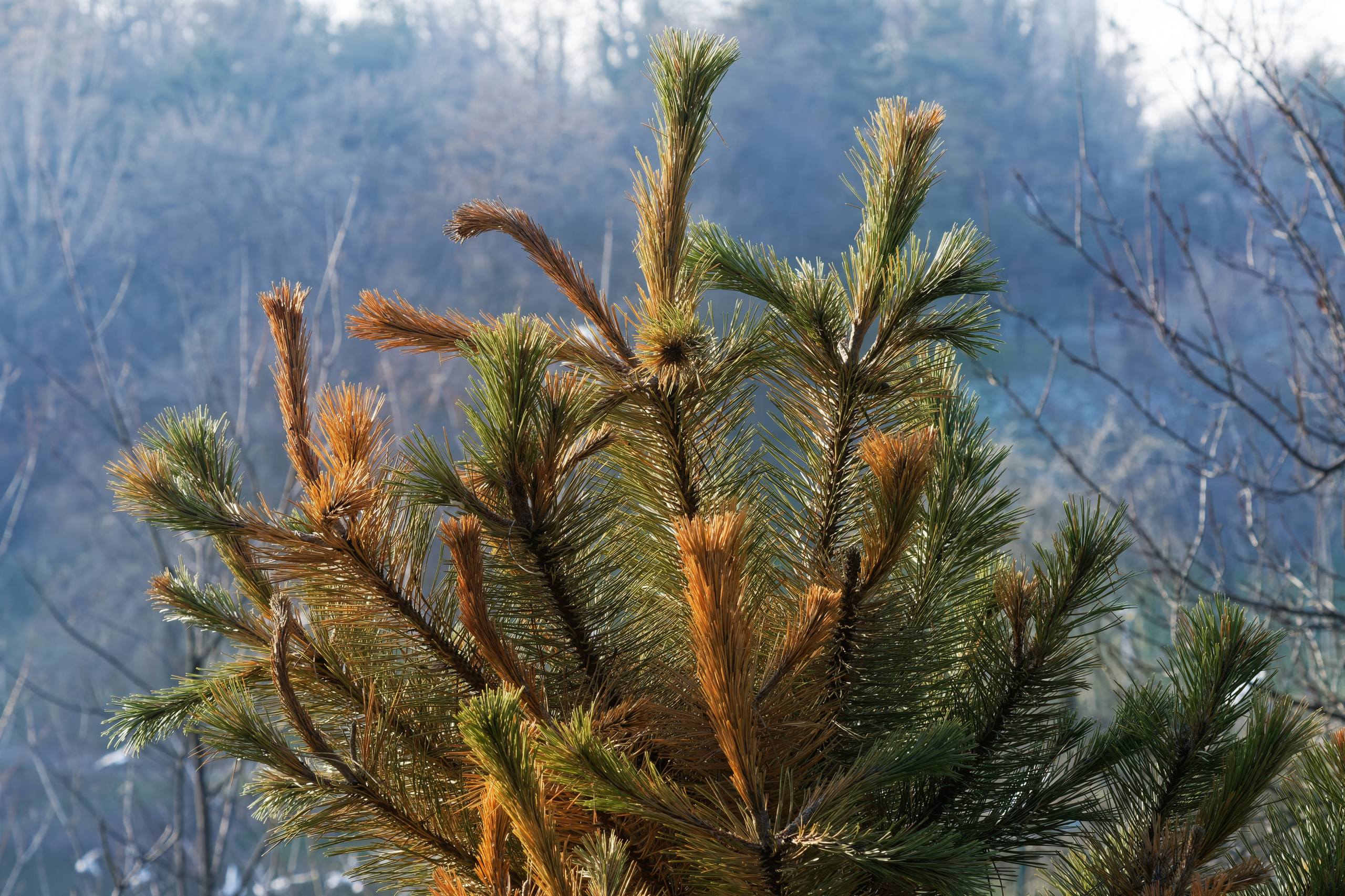 树木壁纸动漫图片可爱女壁纸预览
