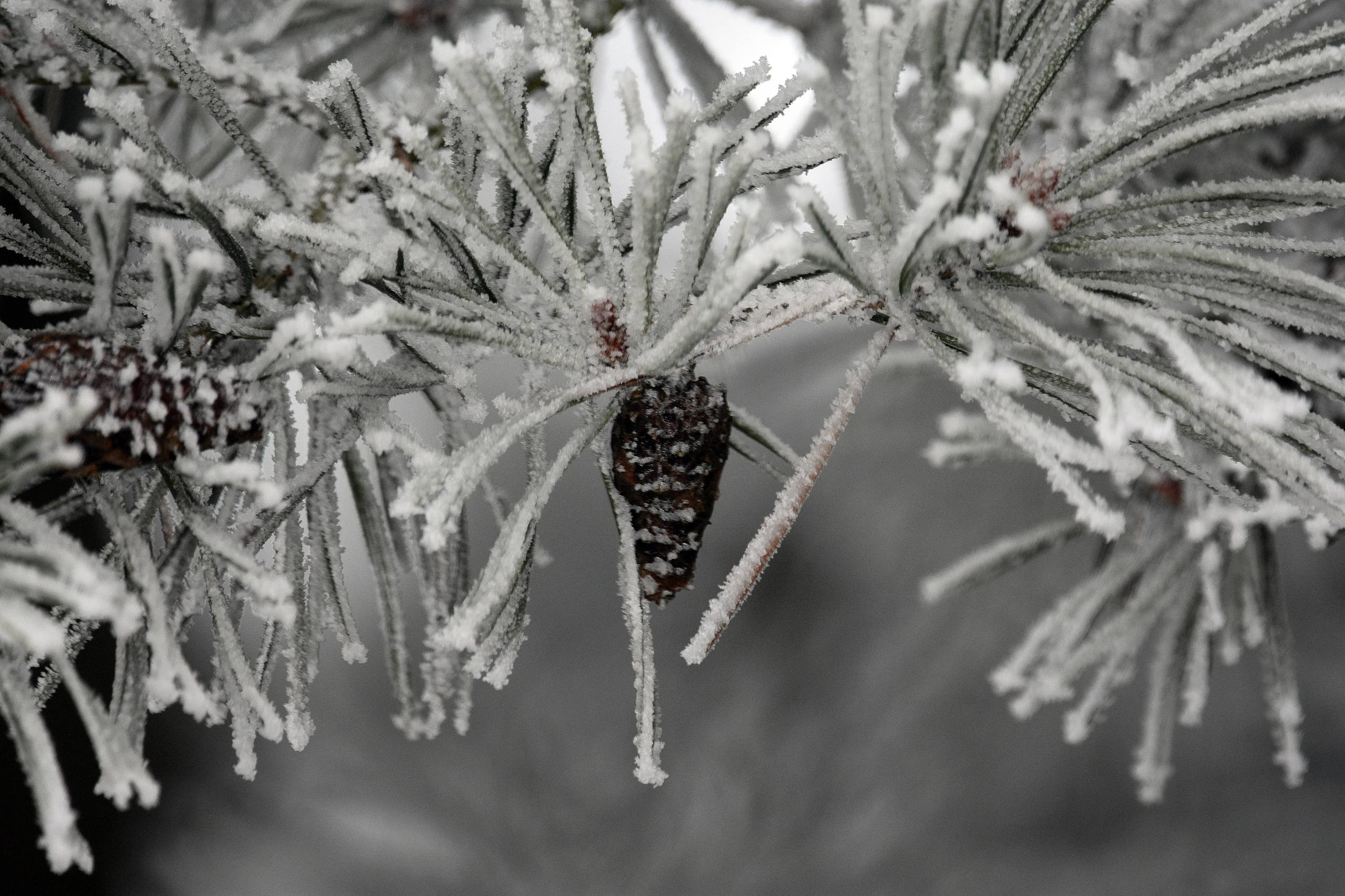 树木壁纸怎么贴好看壁纸预览
