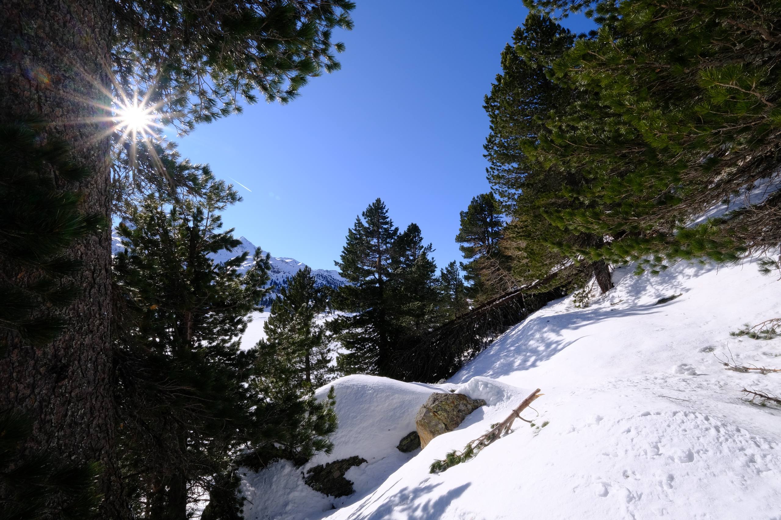 树木太阳光壁纸壁纸预览