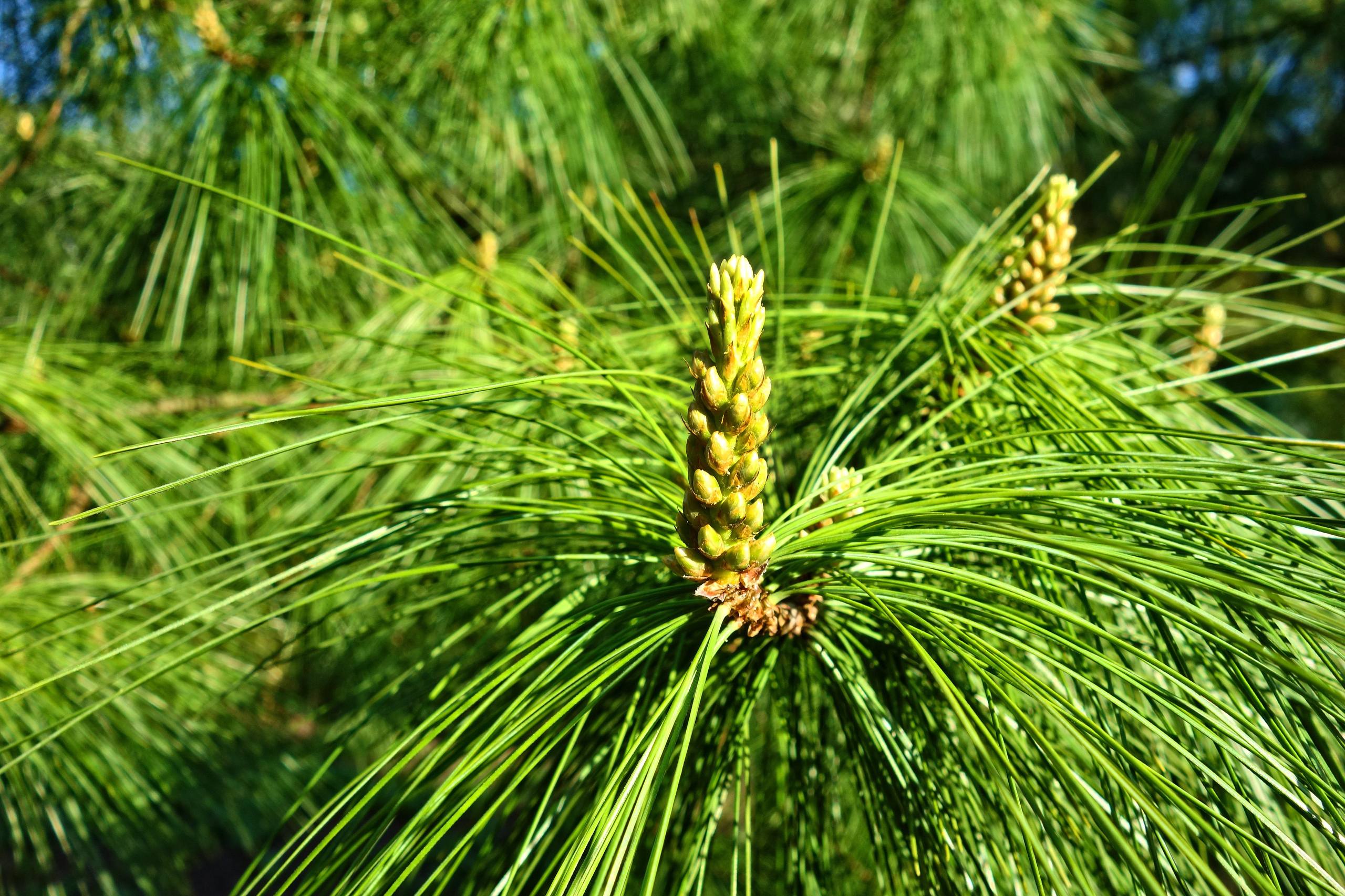 树木山川壁纸背景图片壁纸预览