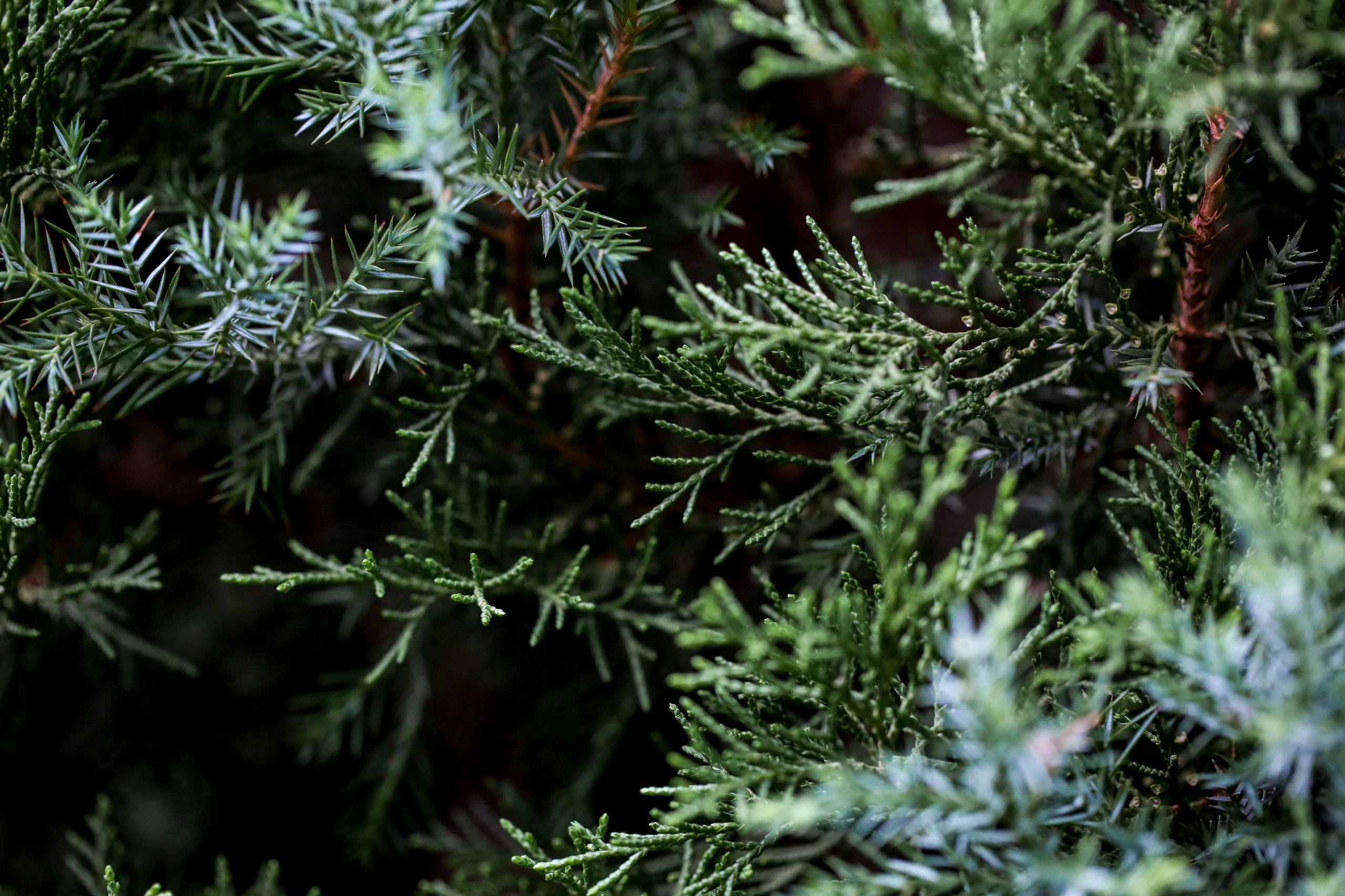 树木摇摆壁纸图片壁纸预览