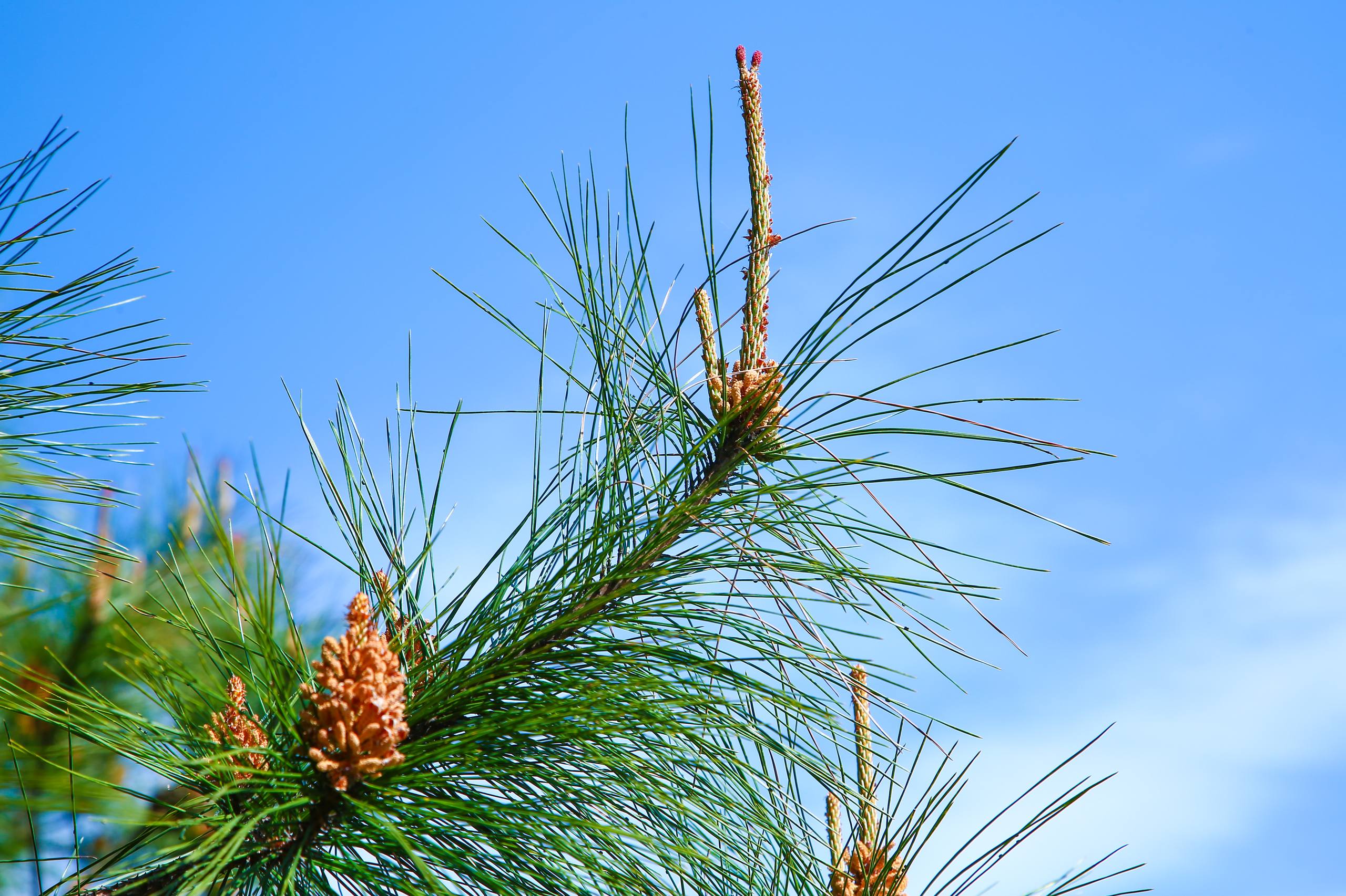 树木最美照片高清壁纸壁纸预览