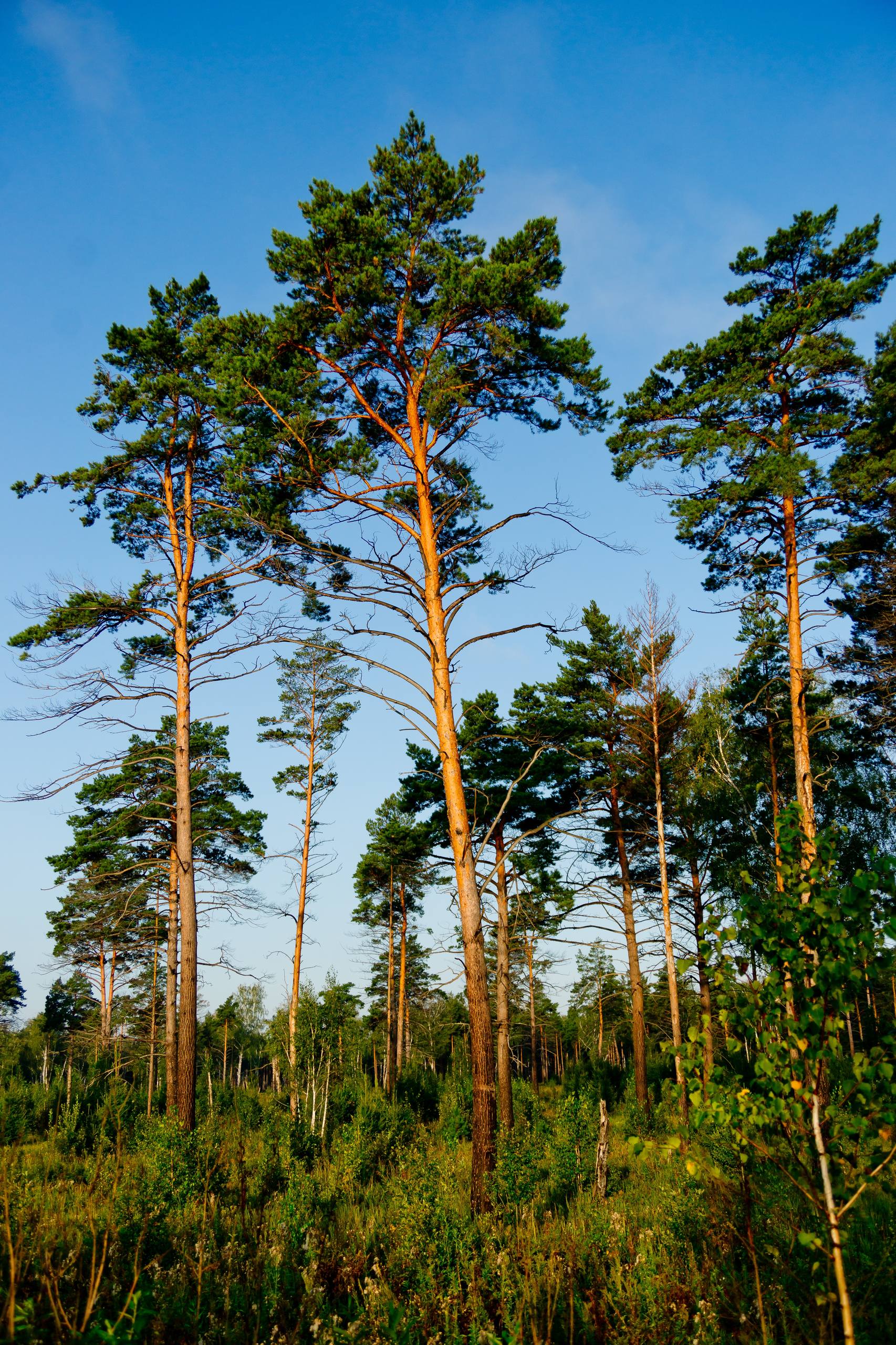 树木枯黄壁纸图片大全壁纸预览