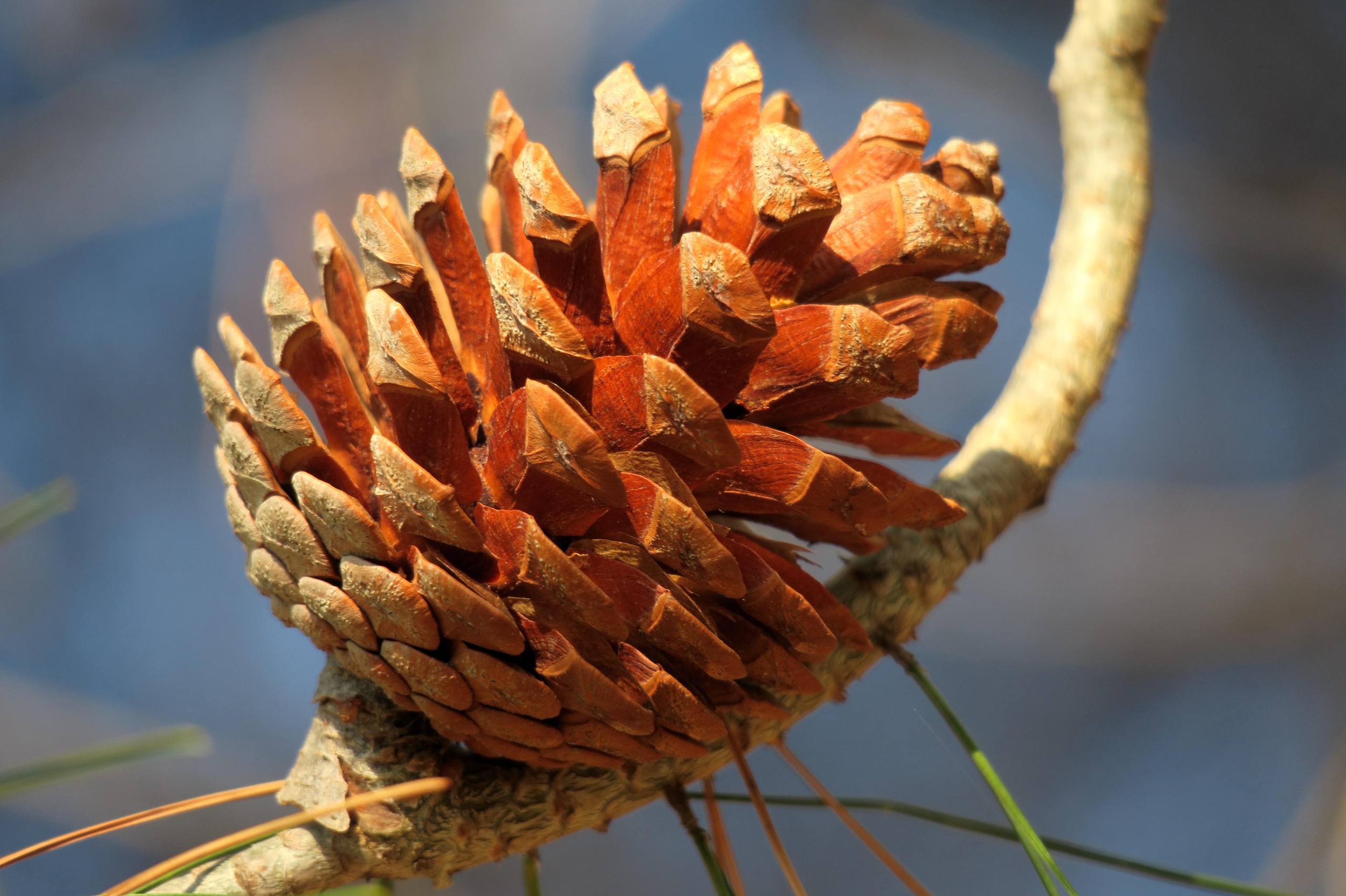 树木款壁纸壁纸预览