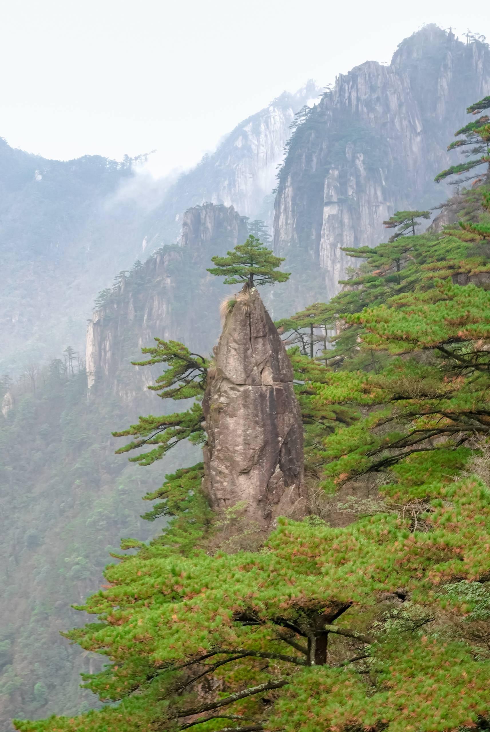 树木流水壁纸壁纸预览