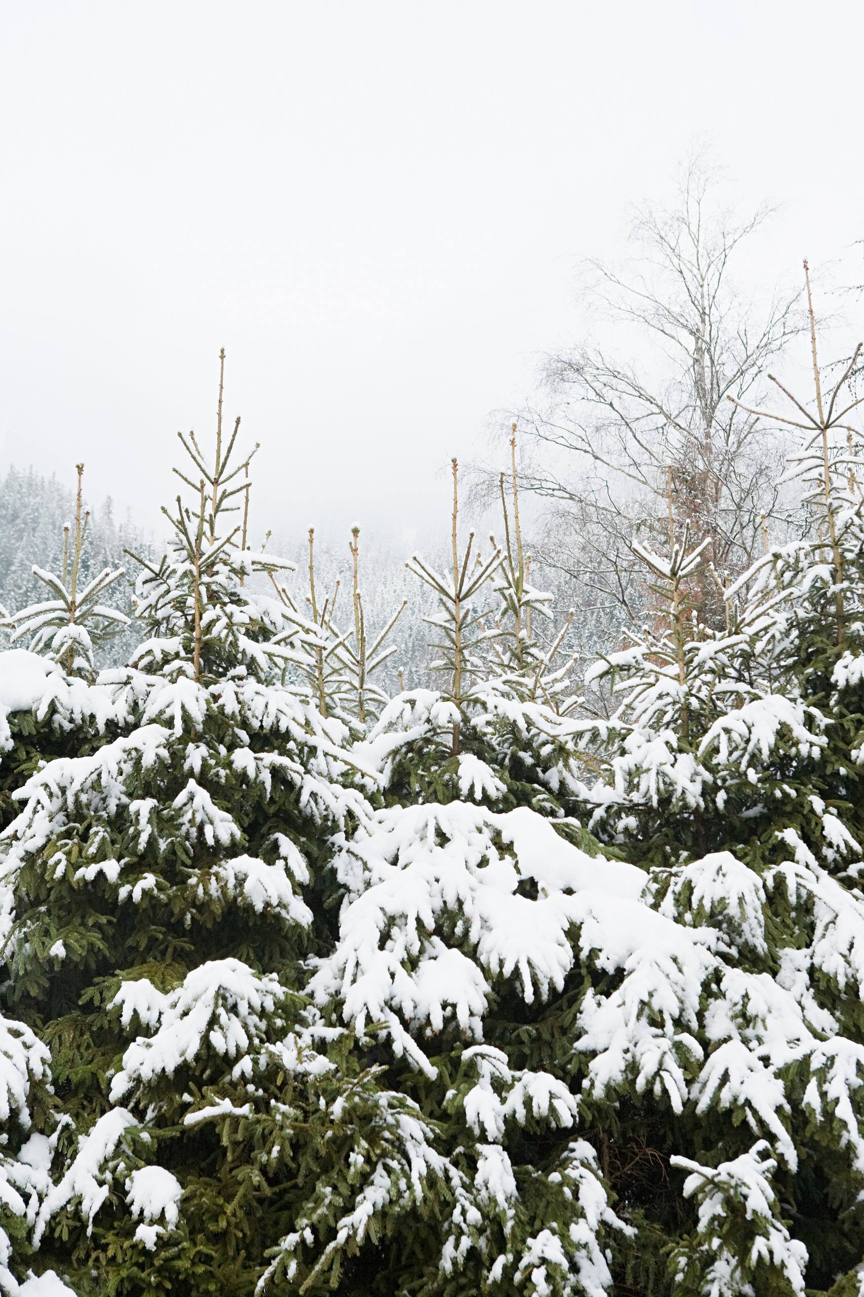 树木溪水壁纸高清壁纸预览