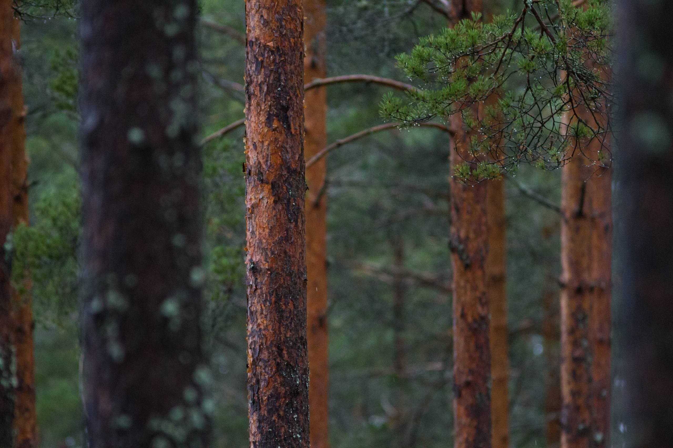 树木的壁纸头像女士高清壁纸预览