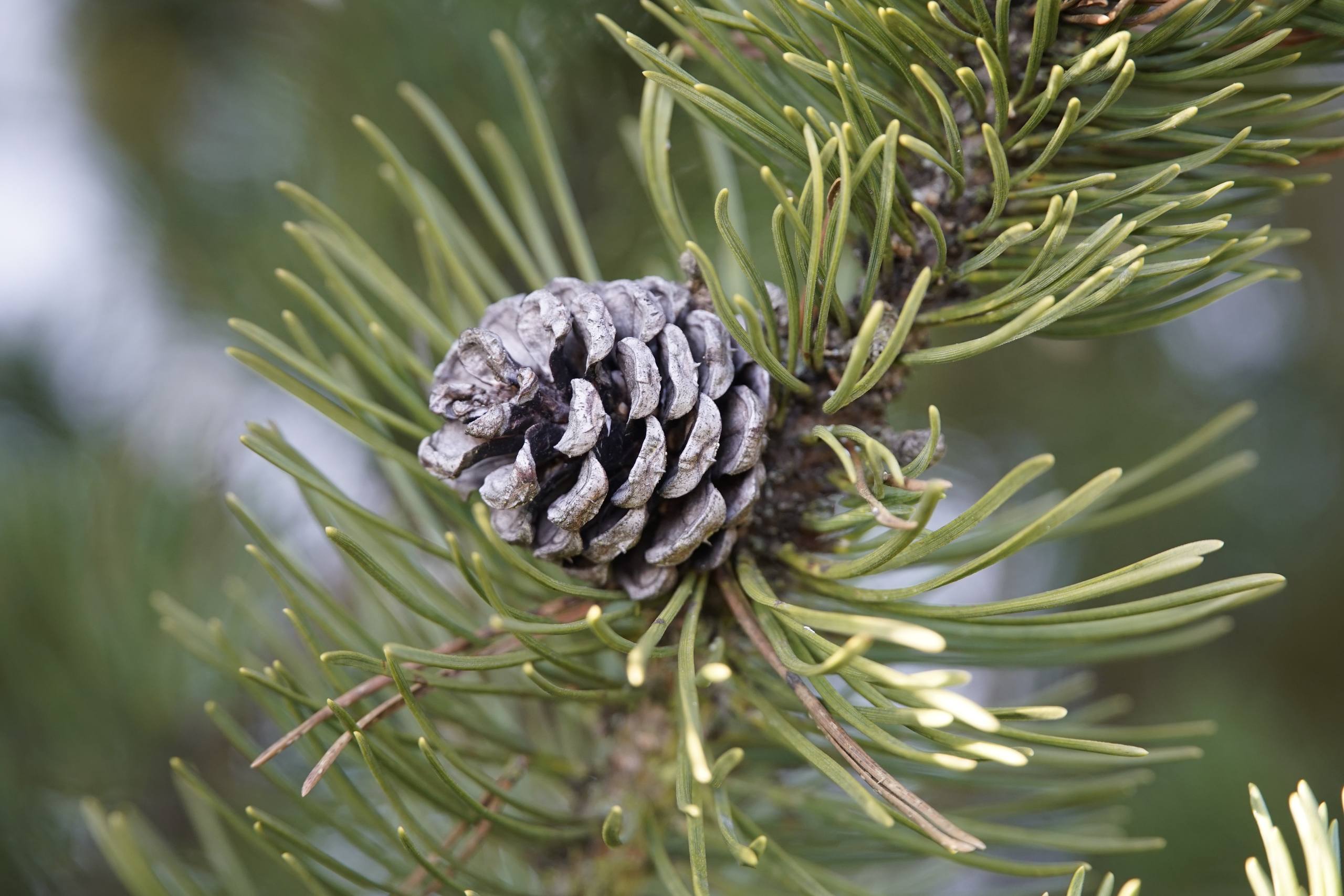树木的纹身壁纸动漫女壁纸预览