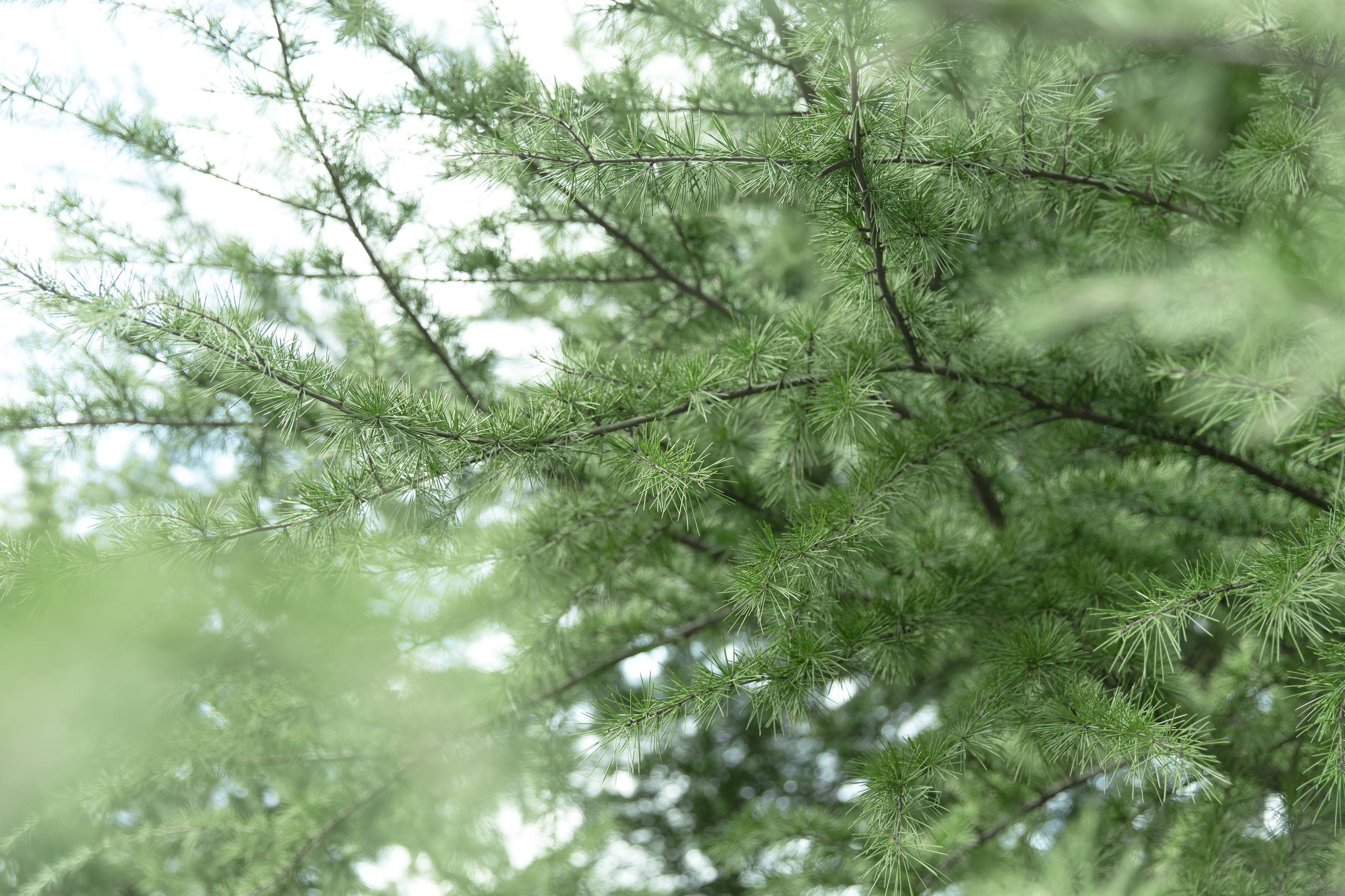 树木相连图片高清壁纸壁纸预览
