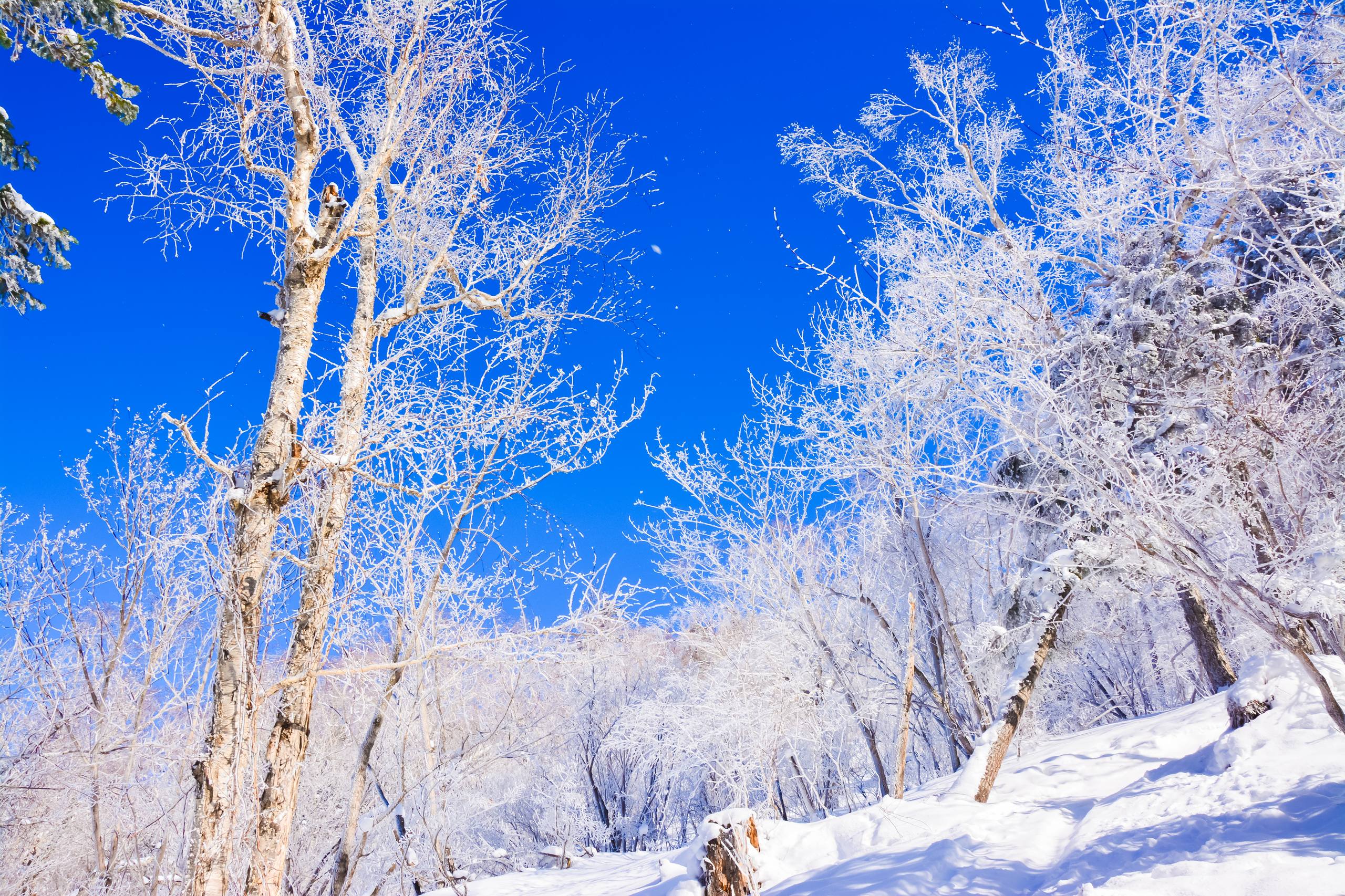 树木破土的壁纸怎么画壁纸预览