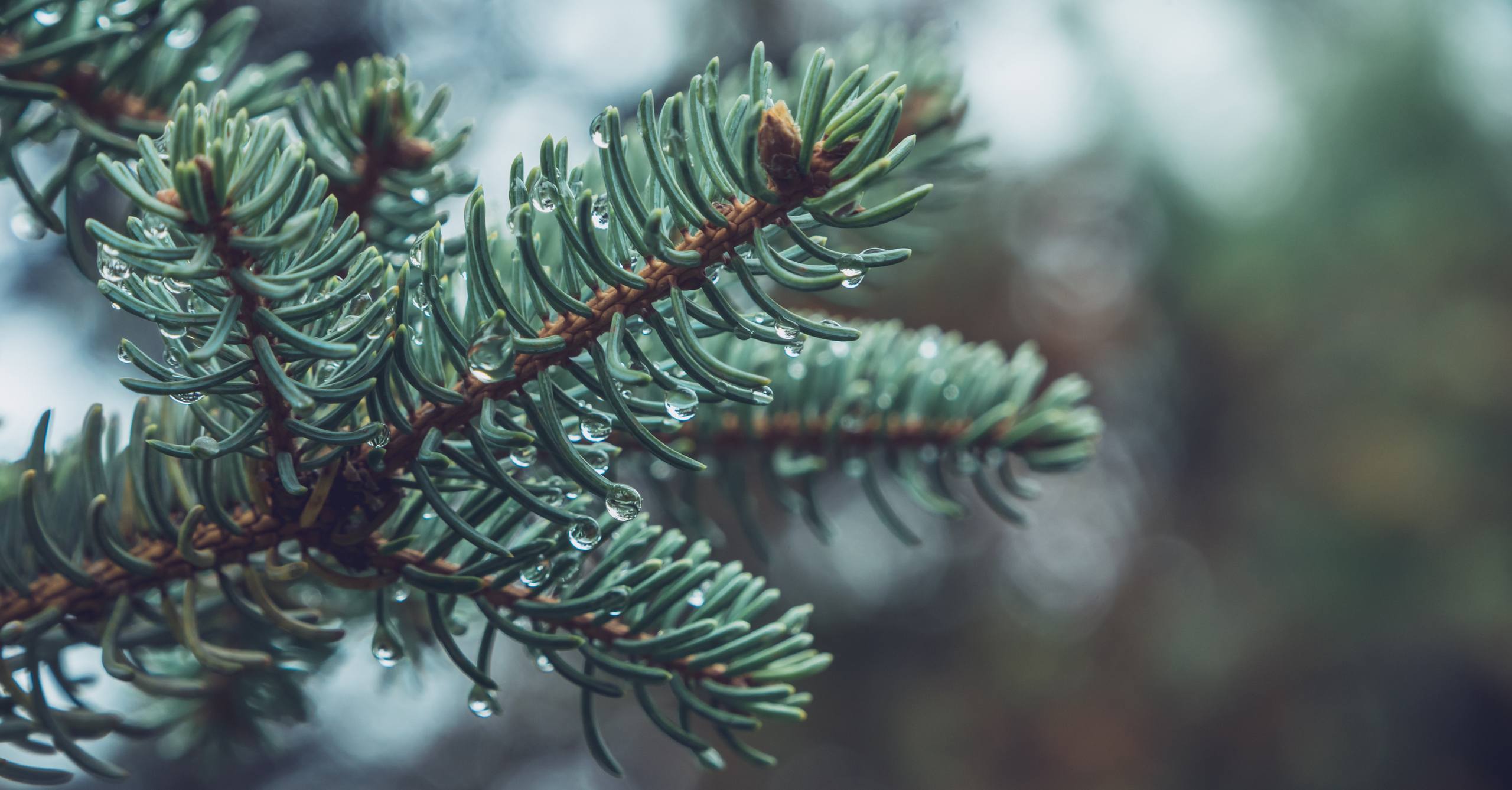 树木破碎图片高清壁纸大全壁纸预览