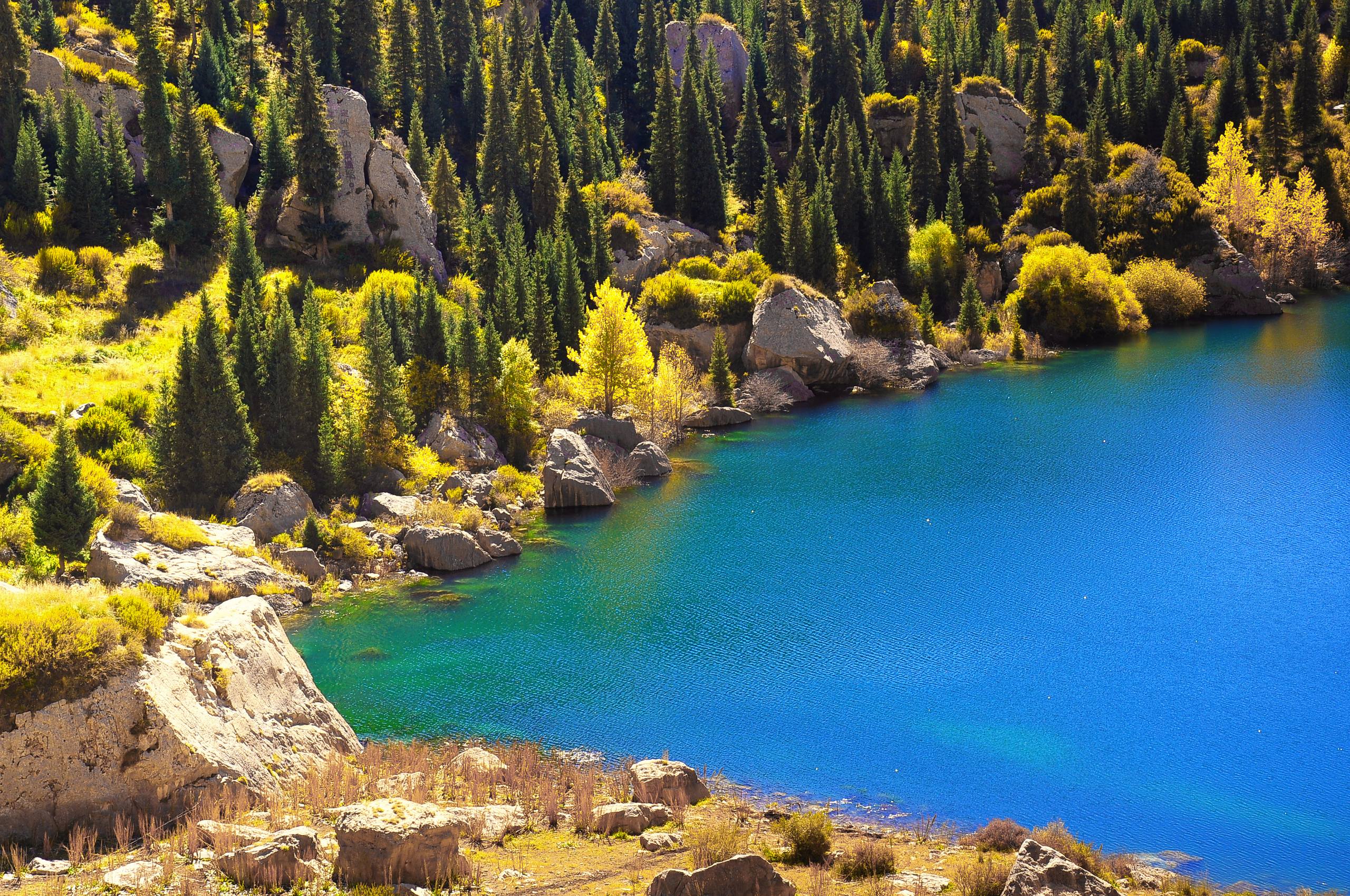 树木简洁壁纸图片高清壁纸预览