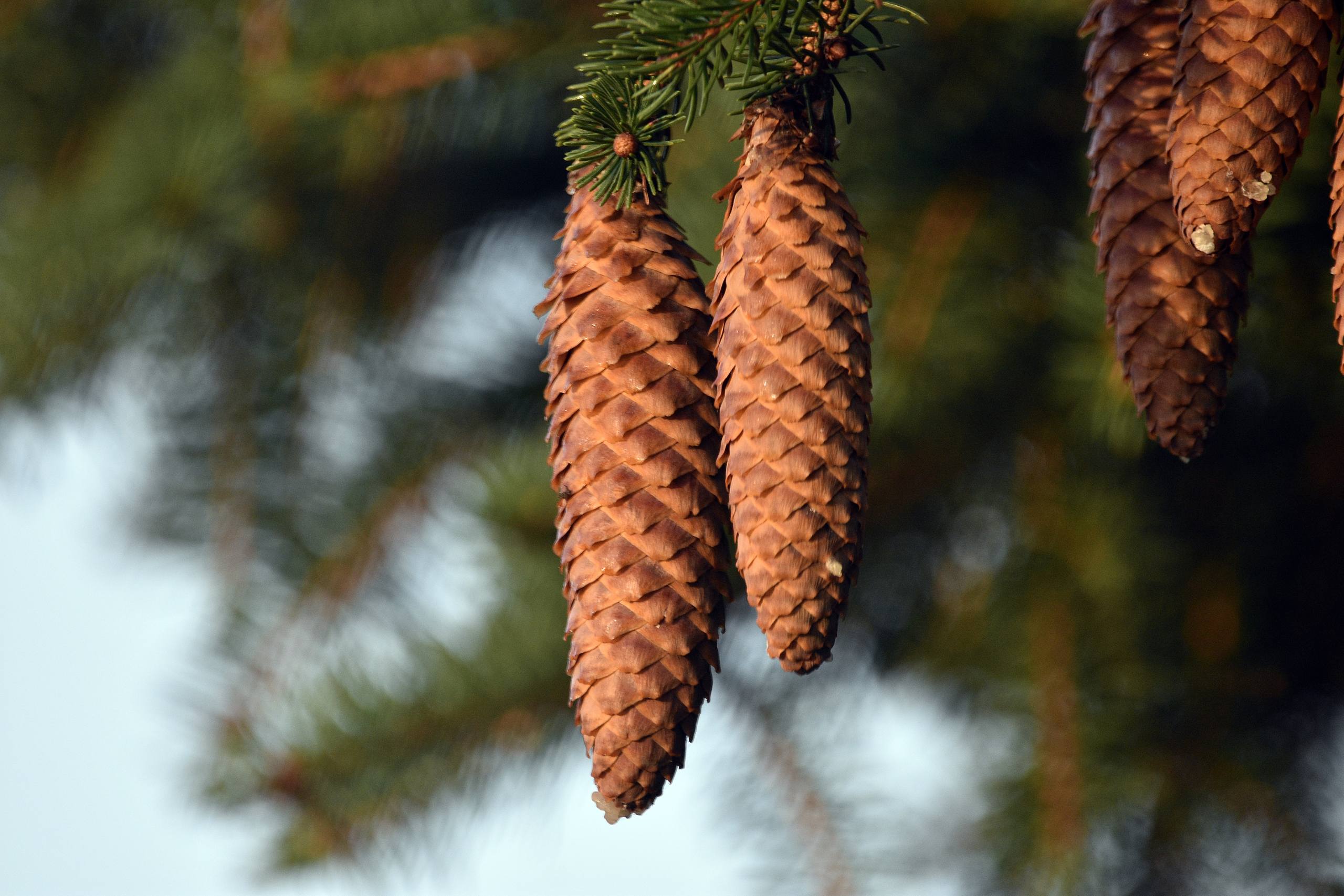 树木素材图壁纸下载软件壁纸预览