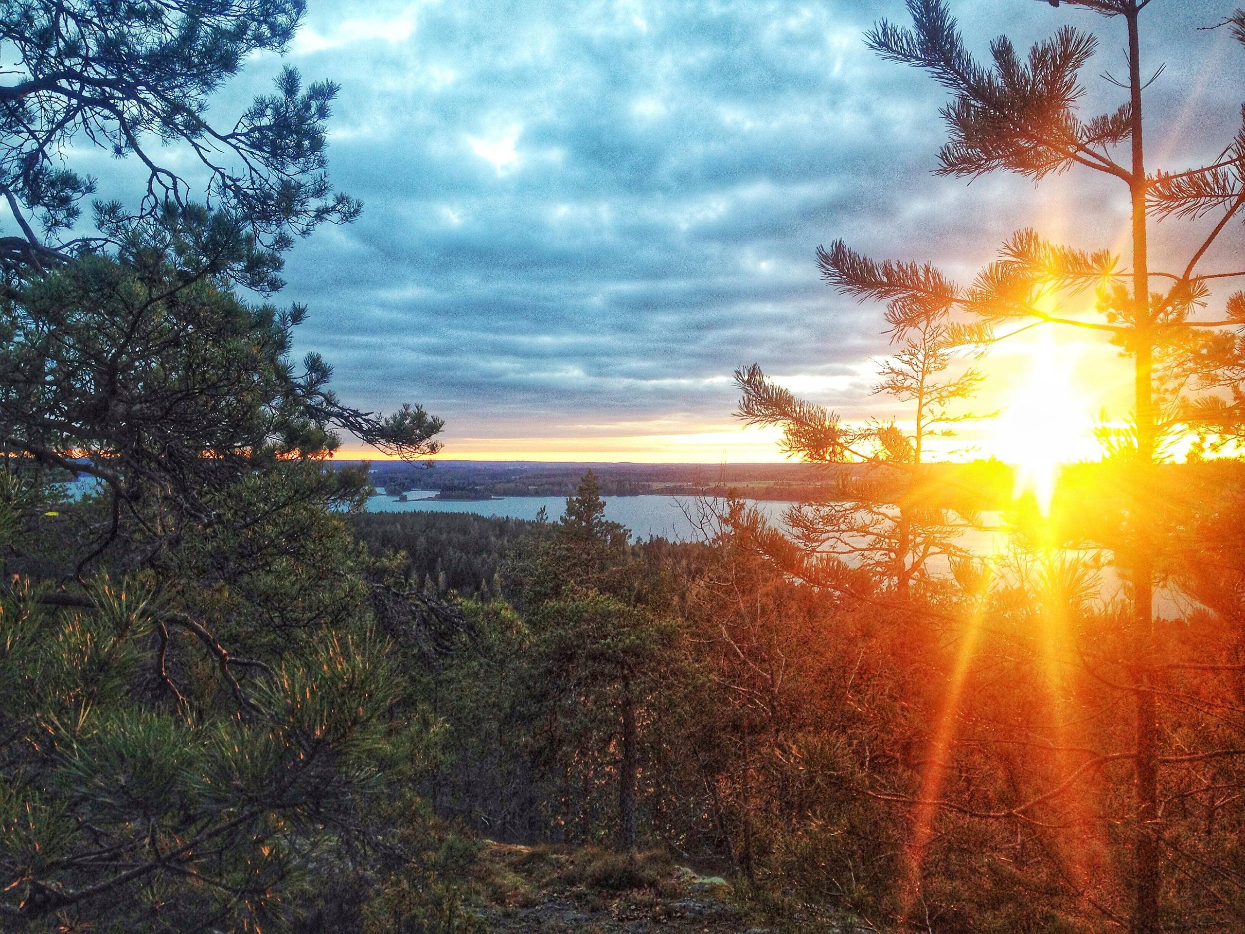 树木自然壁纸高清壁纸预览