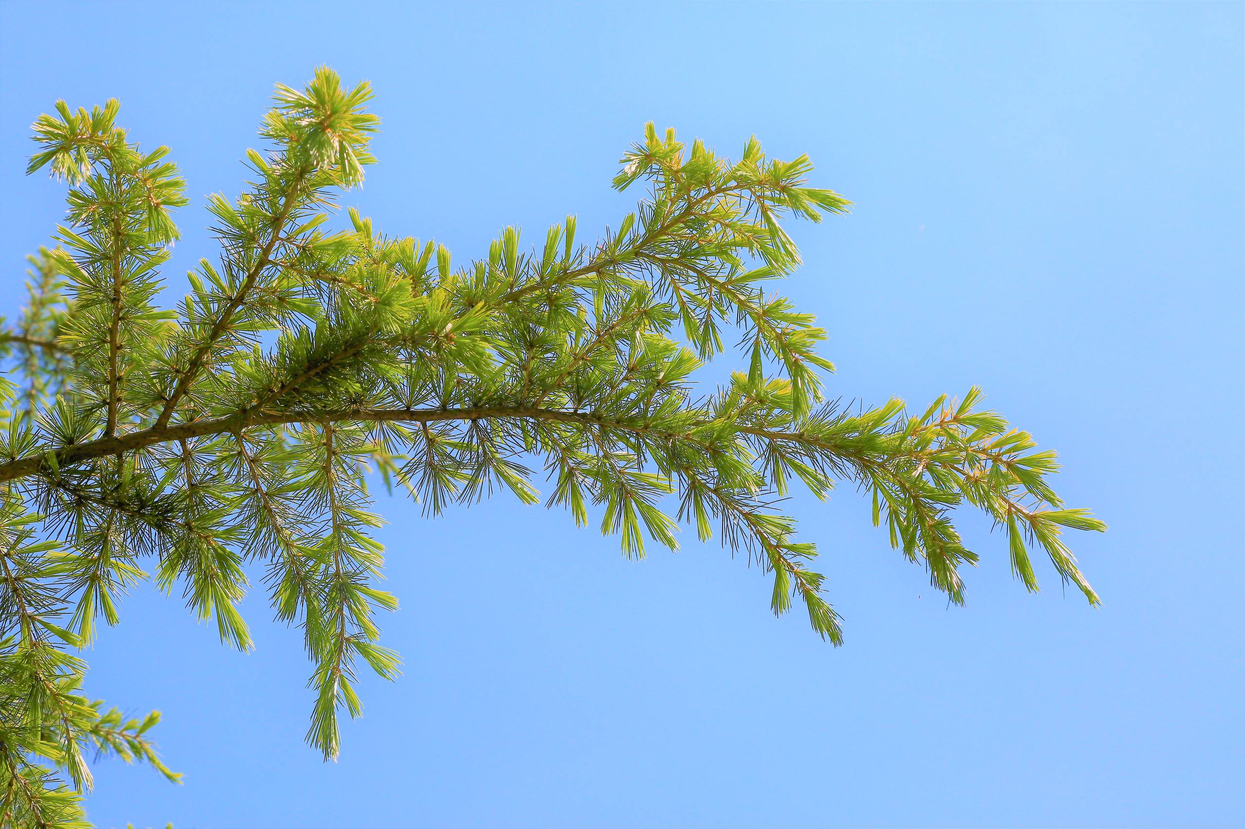 树木表情图标图片高清壁纸壁纸预览