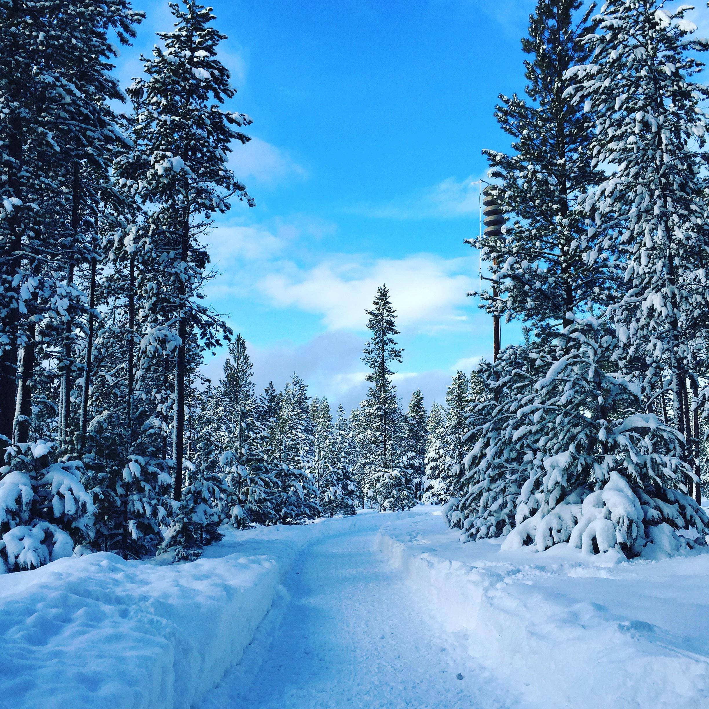 树木雪景壁纸图片高清大图壁纸预览