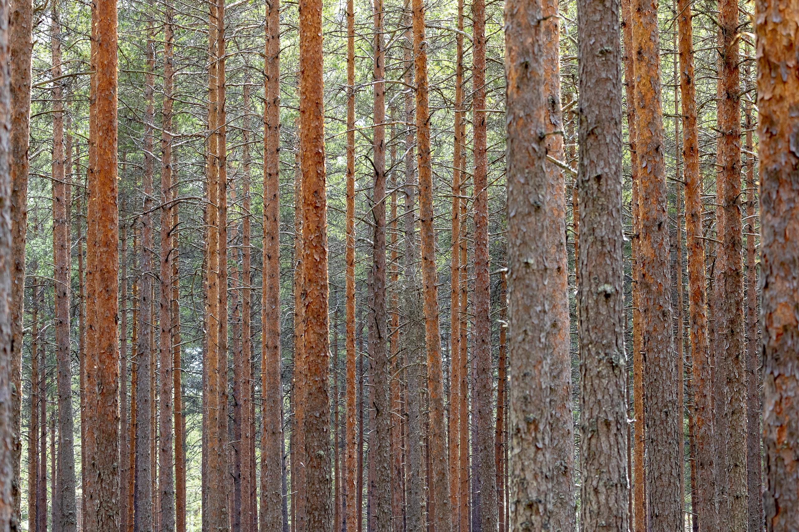 树木风景带胶壁纸壁纸预览