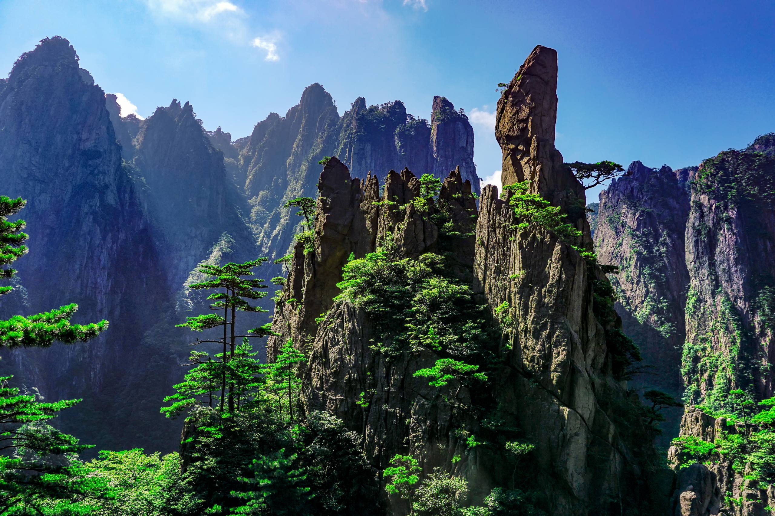 树木高清壁纸背景图片壁纸预览