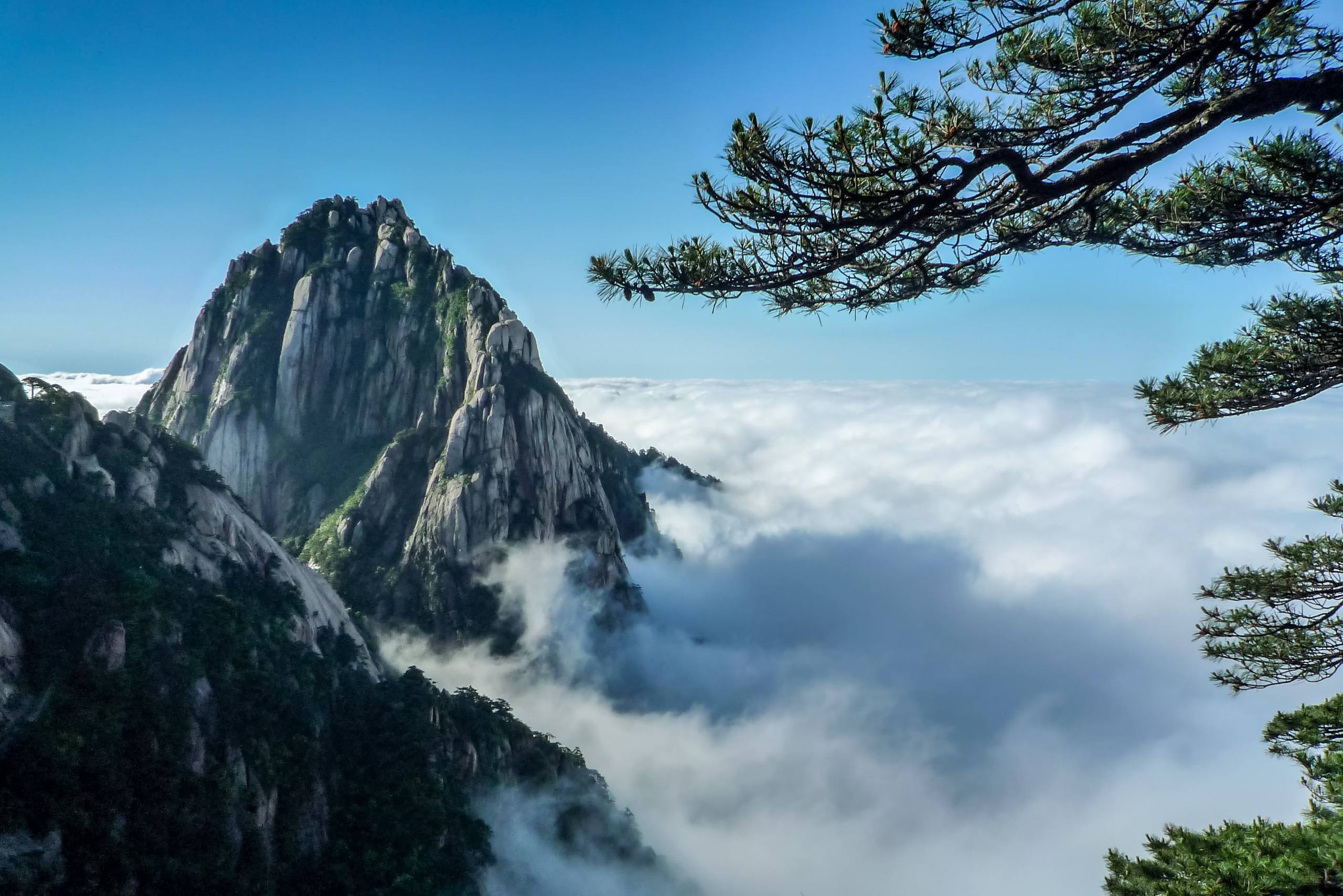 树木黑影壁纸图片高清壁纸预览