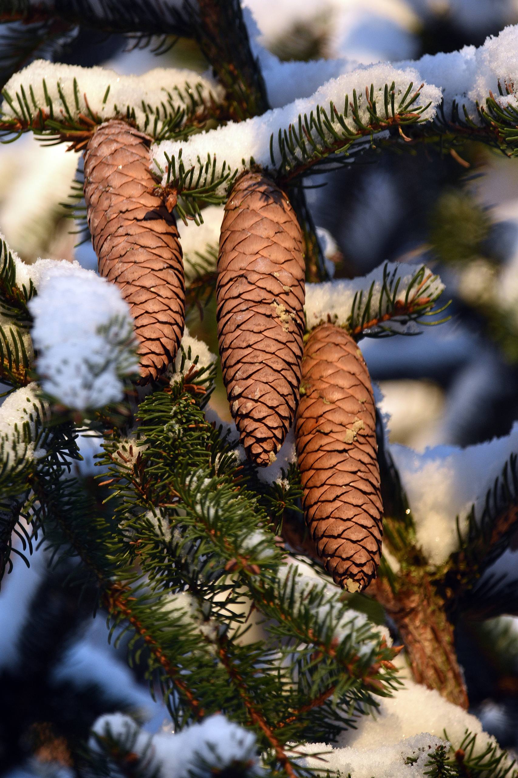 桂花树木壁纸壁纸预览