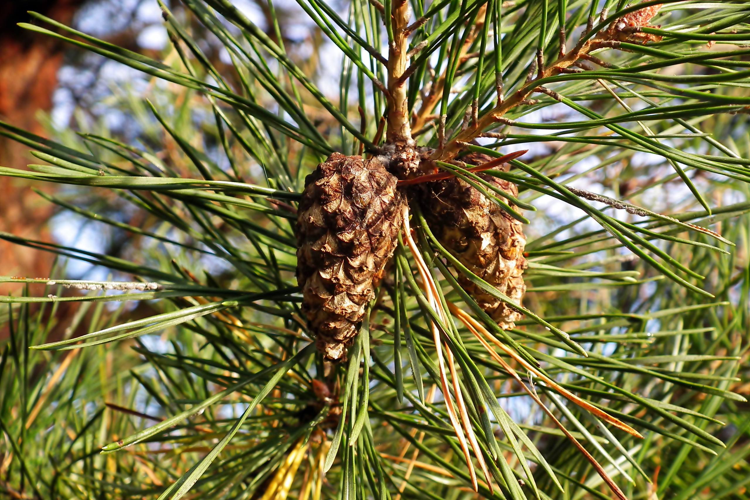 森林树木壁纸图文图片可爱壁纸预览
