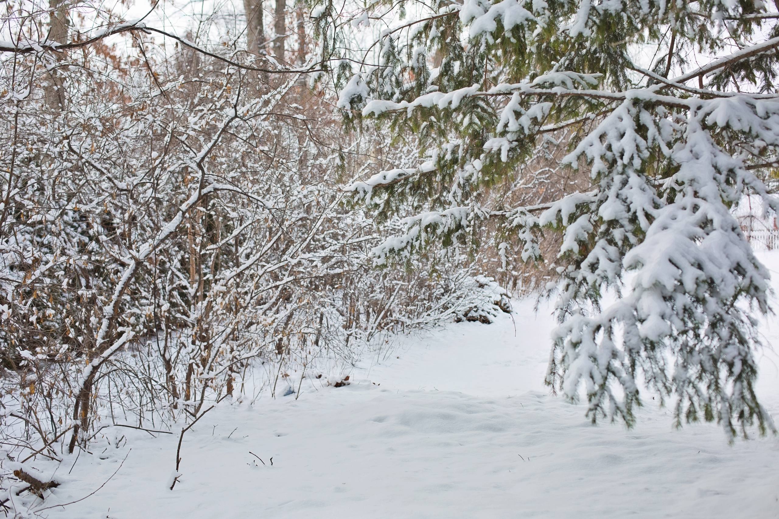 森系花草树木唯美壁纸壁纸预览