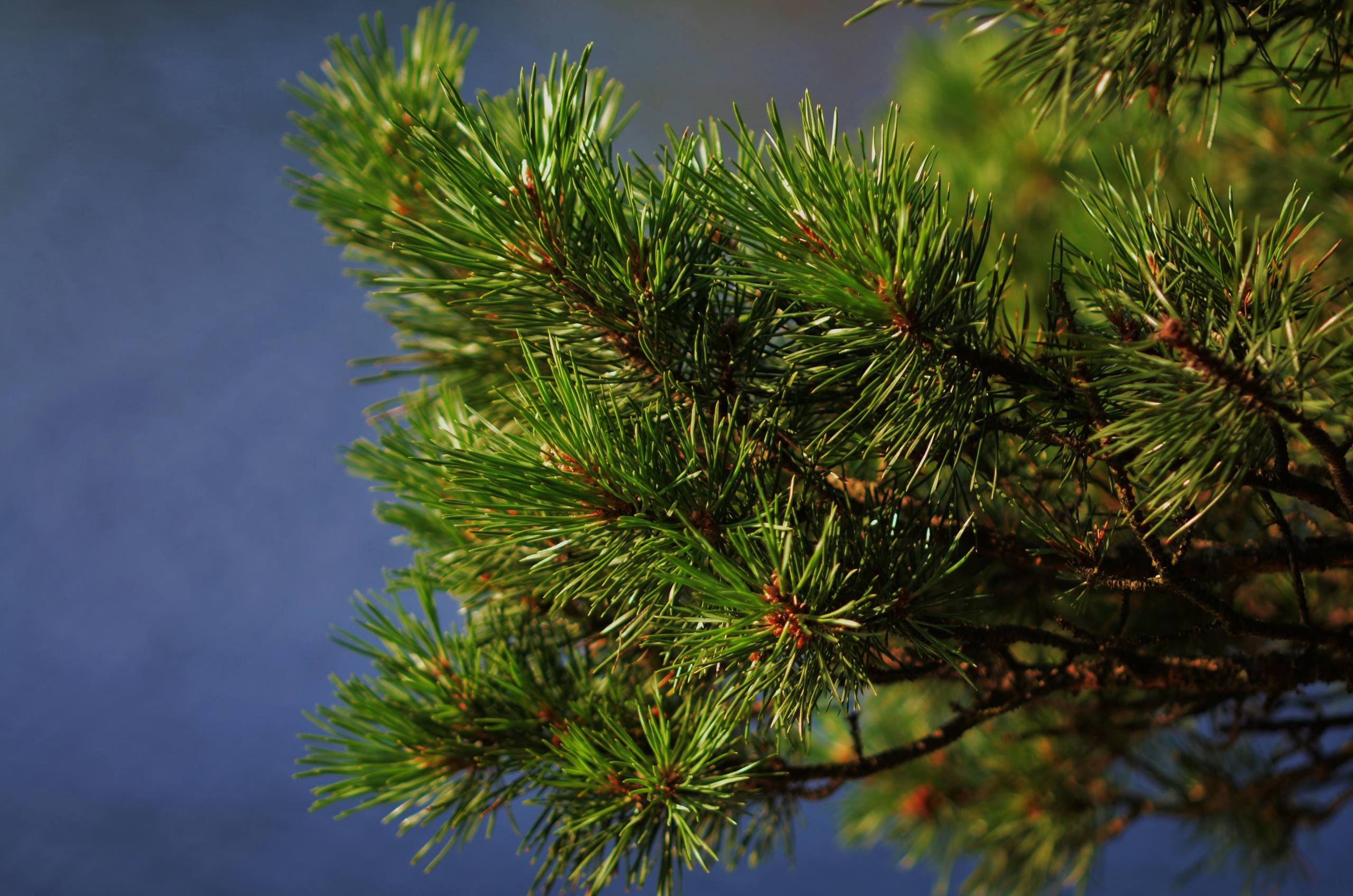 樊重树木壁纸头像男高清壁纸预览