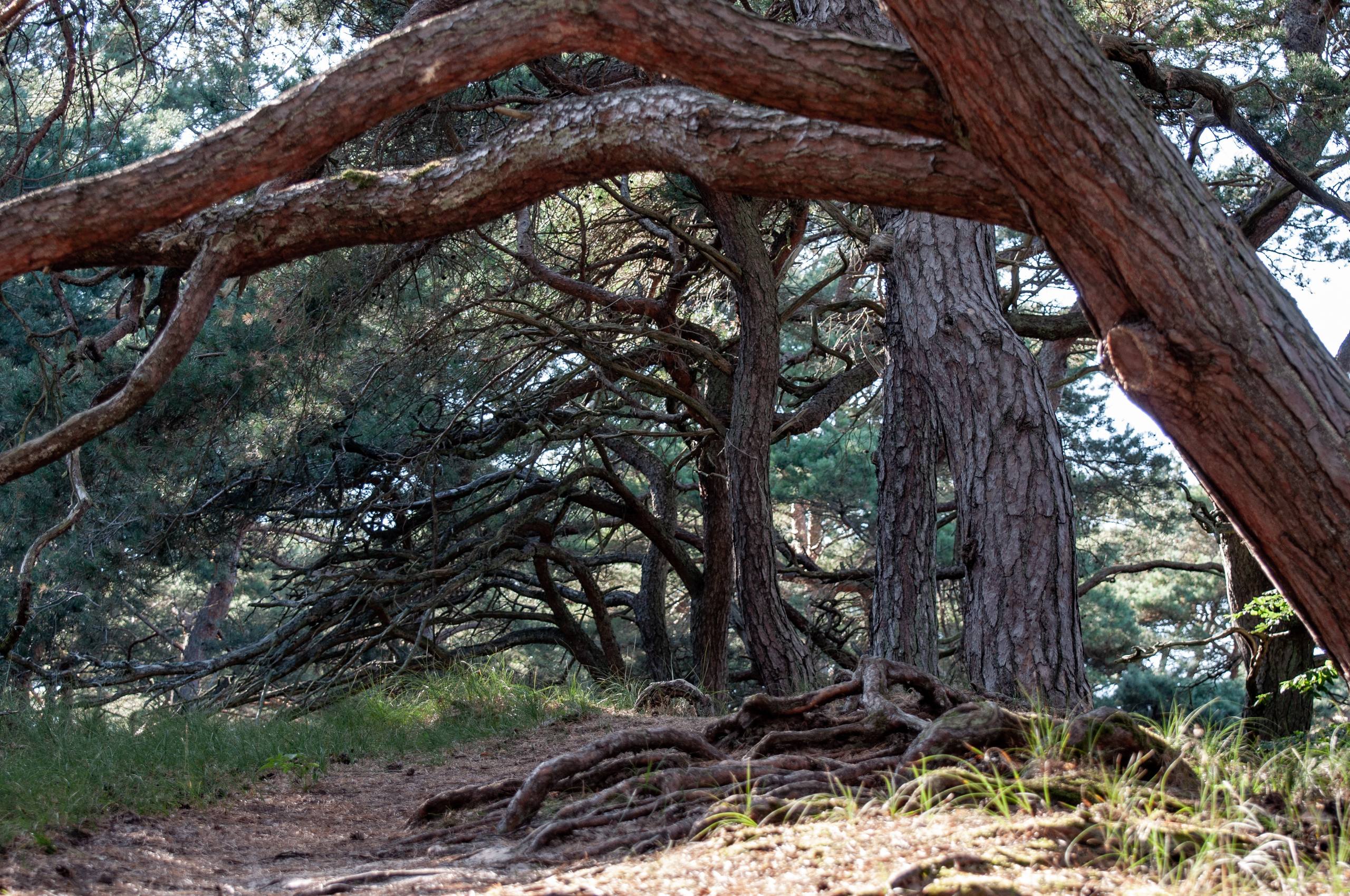 氛围感壁纸花草树木壁纸预览
