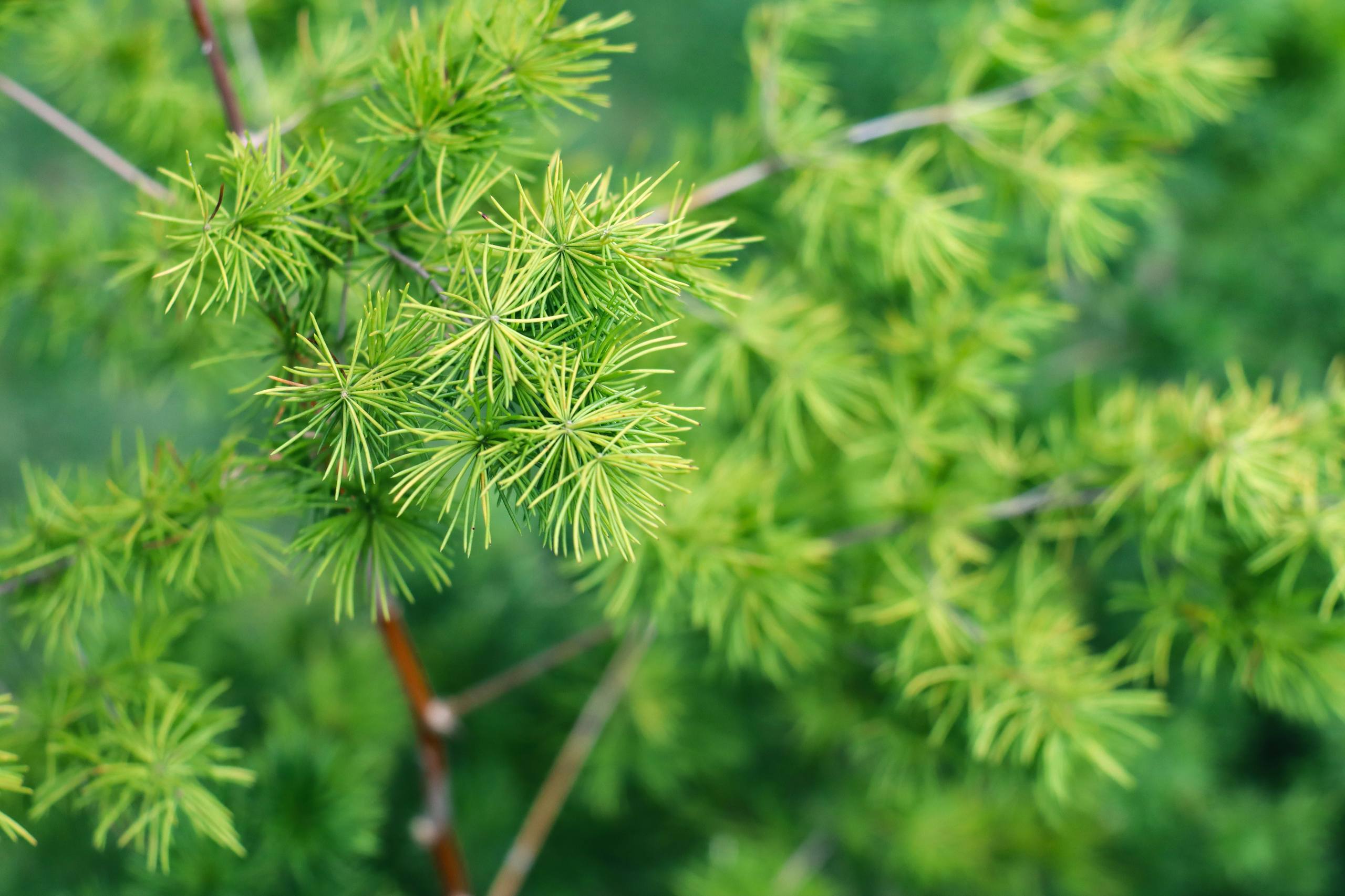 水墨风景树木壁纸图片壁纸预览