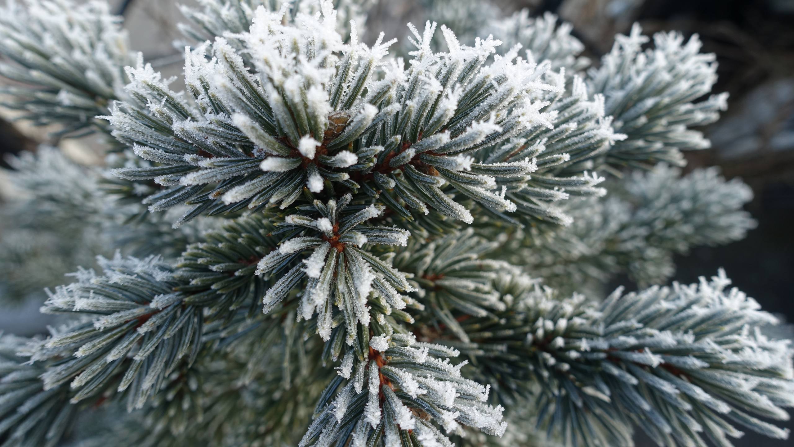 沙漠壁纸树木壁纸预览