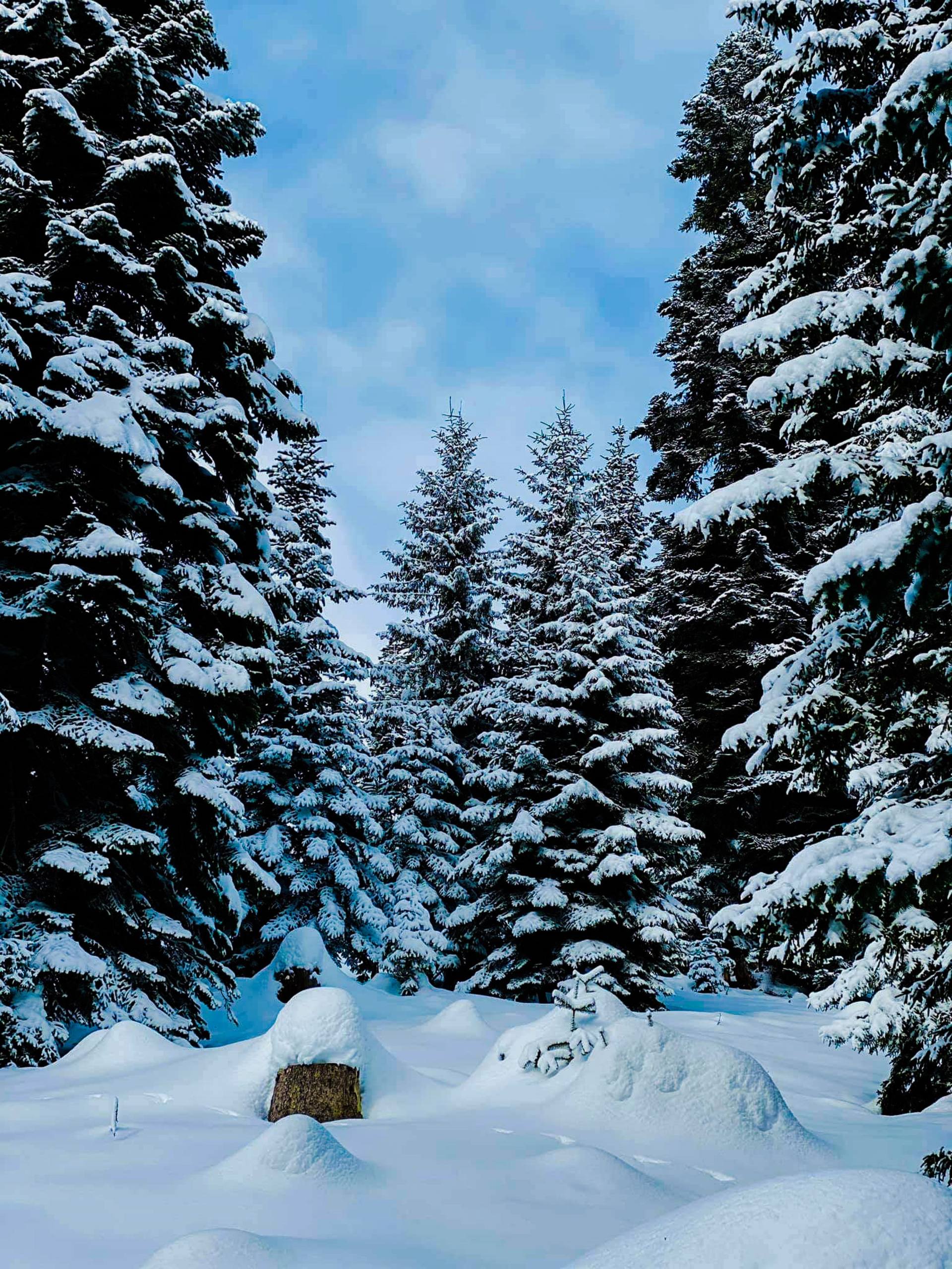 漫画素材树木图片高清壁纸壁纸预览