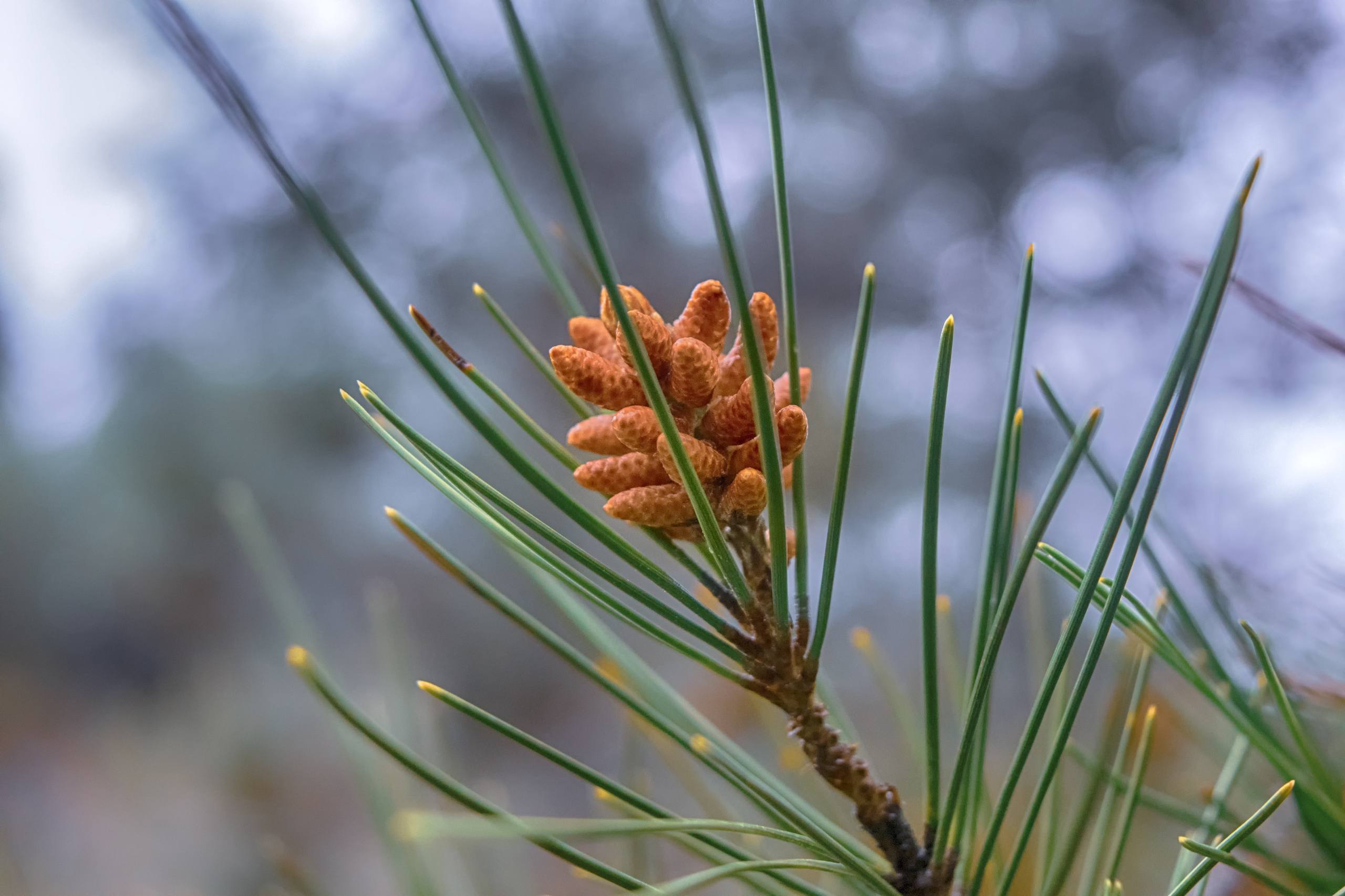 瀑布树木壁纸图文壁纸预览
