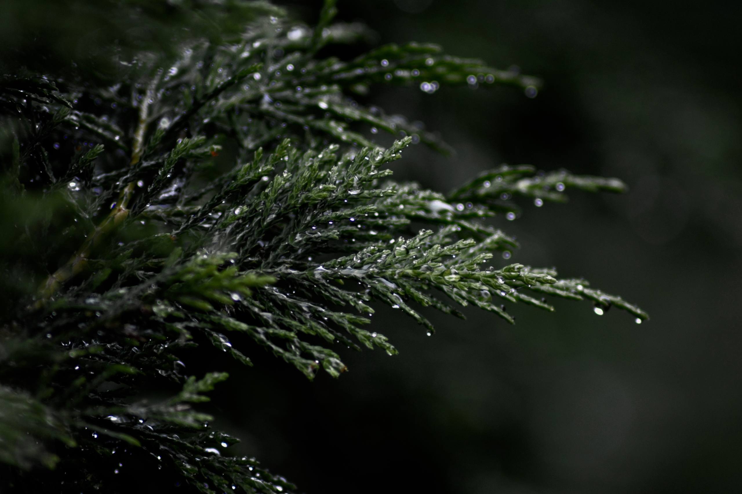 爱护花草树木壁纸高清壁纸预览