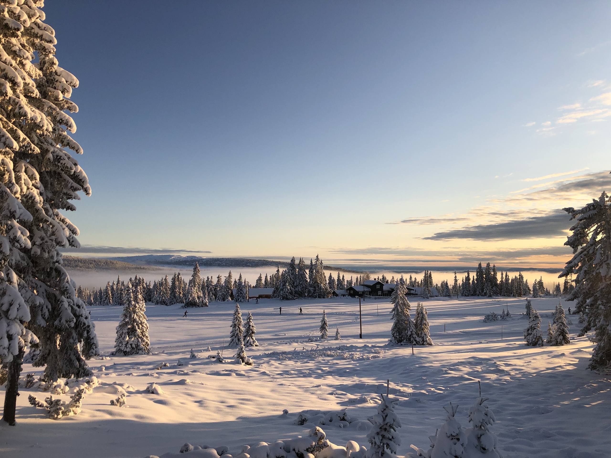 瓜树木壁纸动态壁纸预览