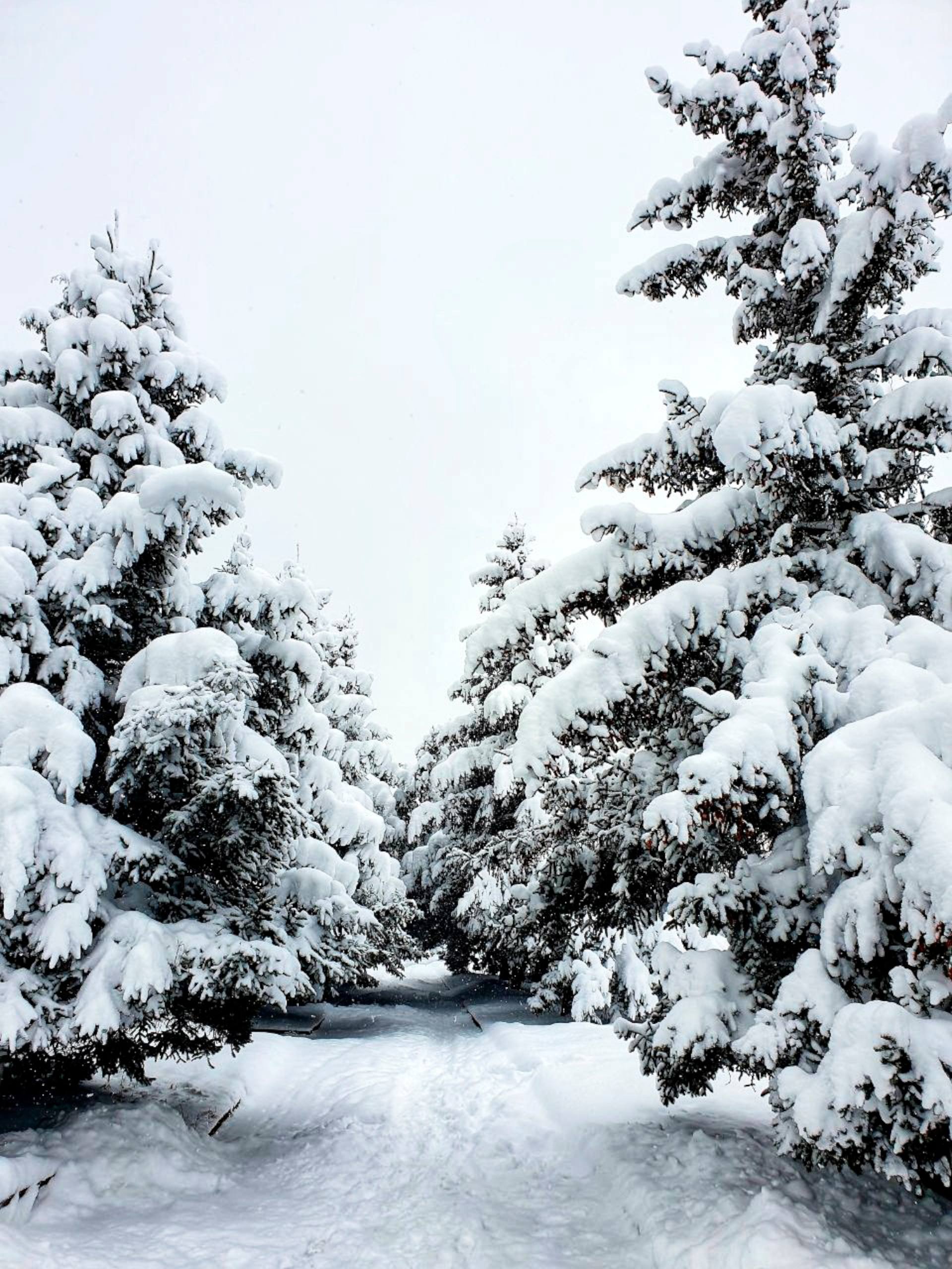 瓜树木壁纸可爱小熊头像壁纸预览